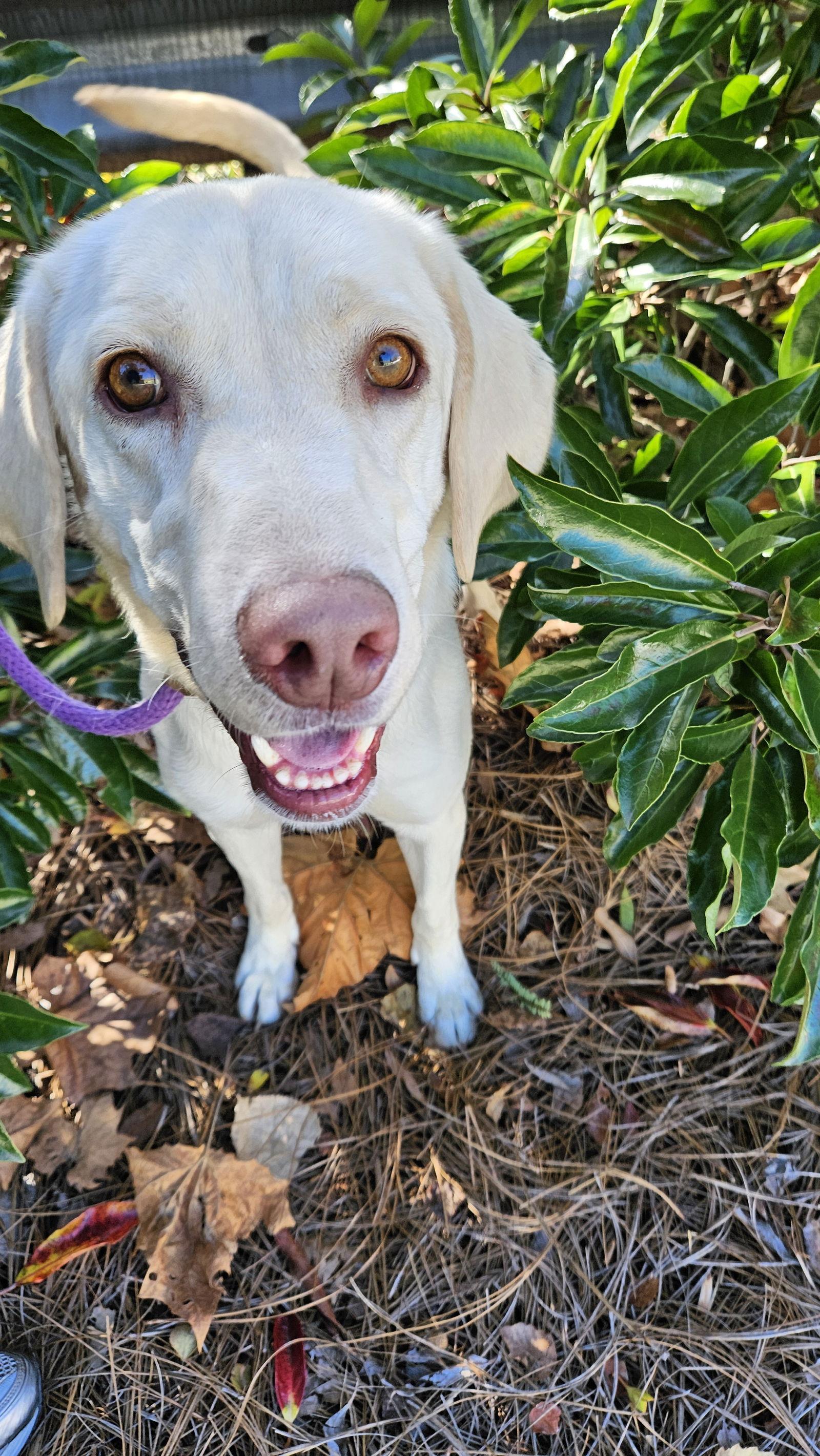 Ludwig, a Adoptable Yellow Labrador Retriever in Thomasville, NC image 1/3
