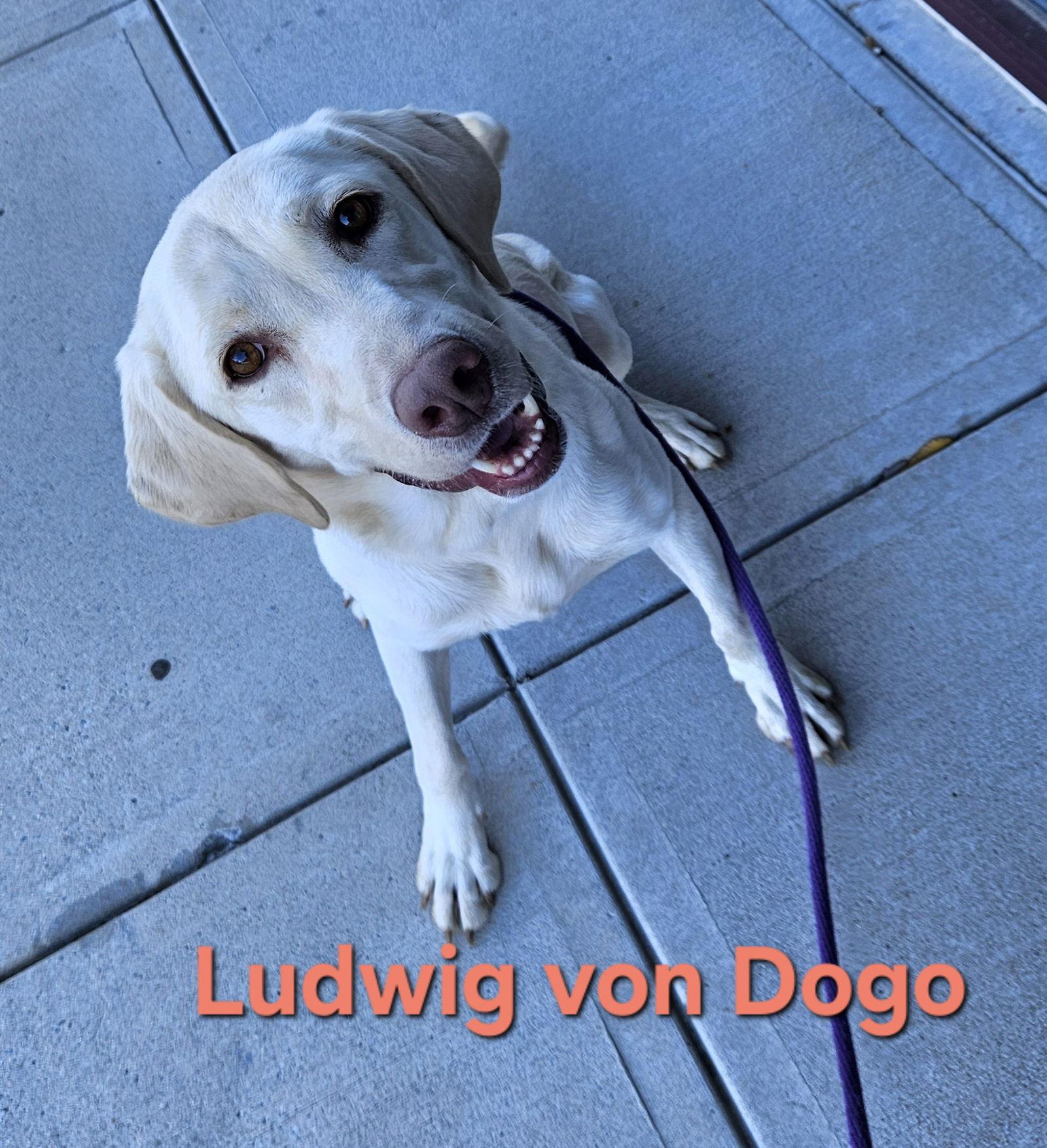 Ludwig, a Adoptable Yellow Labrador Retriever in Thomasville, NC image 2/3