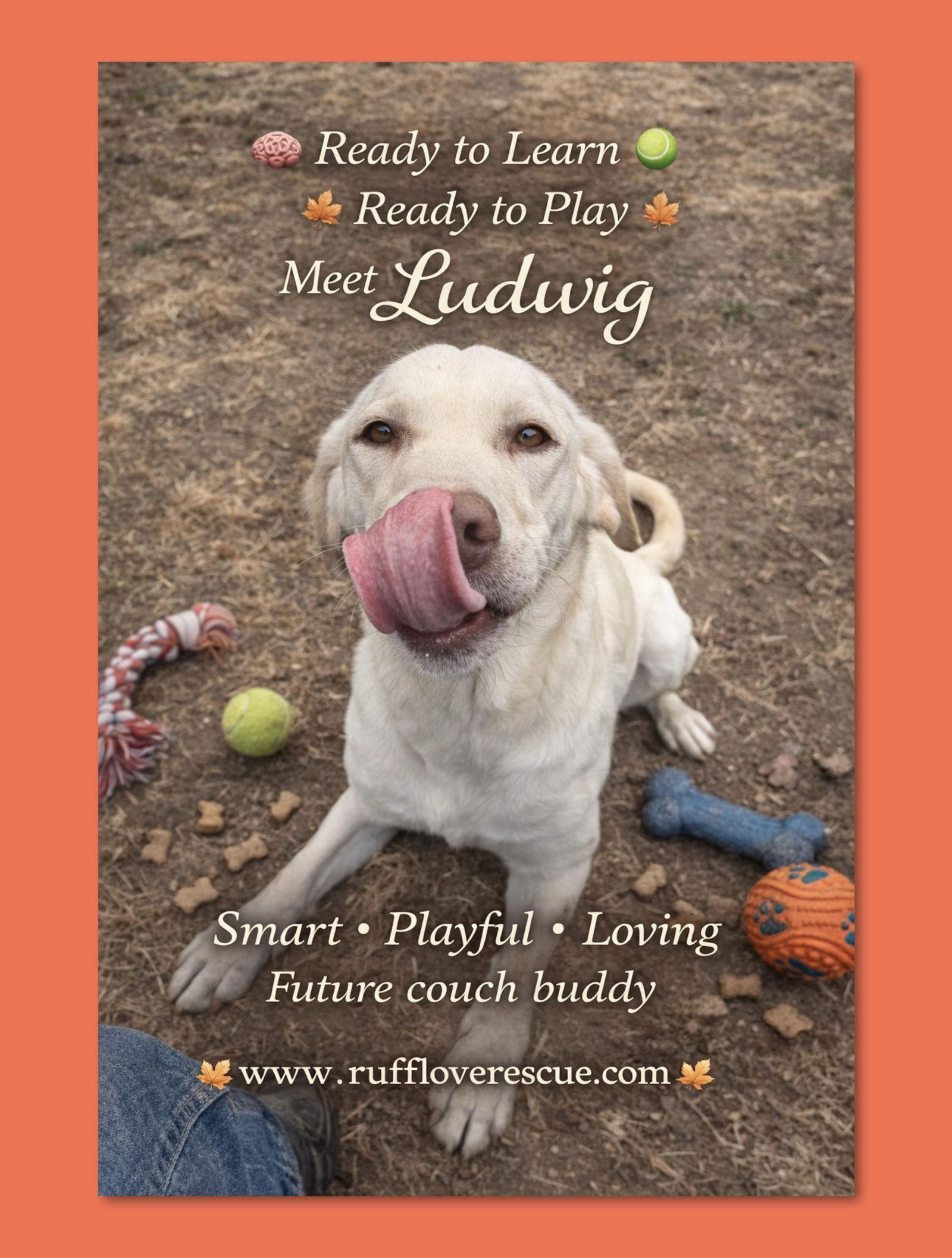 Ludwig, a Adoptable Yellow Labrador Retriever in Thomasville, NC image 3/3