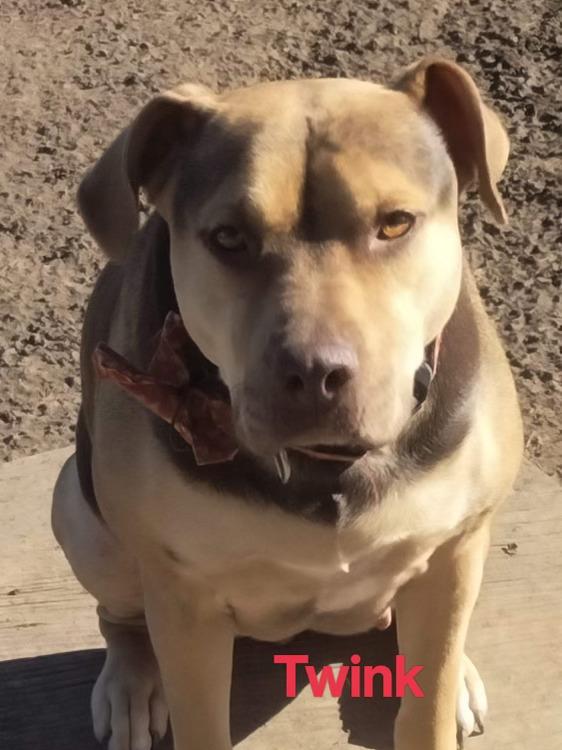 Enlarge Twink, a Adoptable mixed breed in Brewster , NY image 2/2