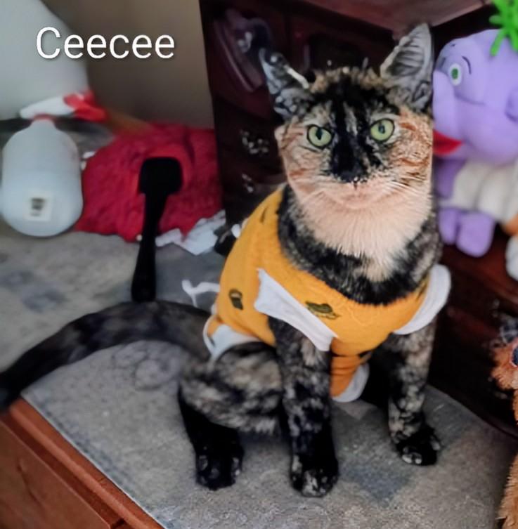 CeeCee, a Adoptable Domestic Short Hair in St Catharines, ON image 2/2