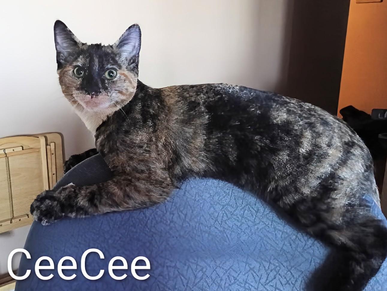 CeeCee, Adoptable, Kitten Female Domestic Short Hair.
