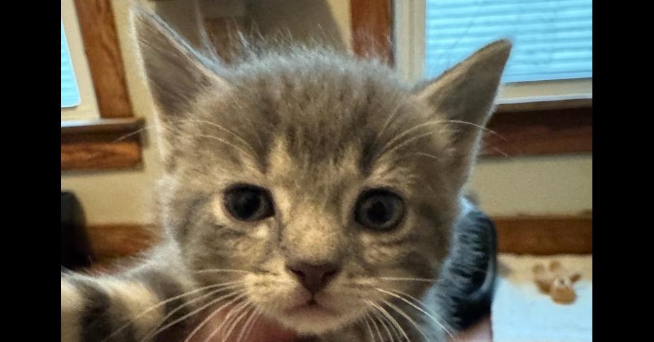 Fang, a Adoptable Domestic Short Hair in Dayton, OH image 2/3