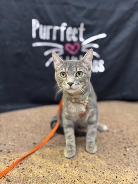 Fang, a Adoptable Domestic Short Hair in Dayton, OH image 3/3