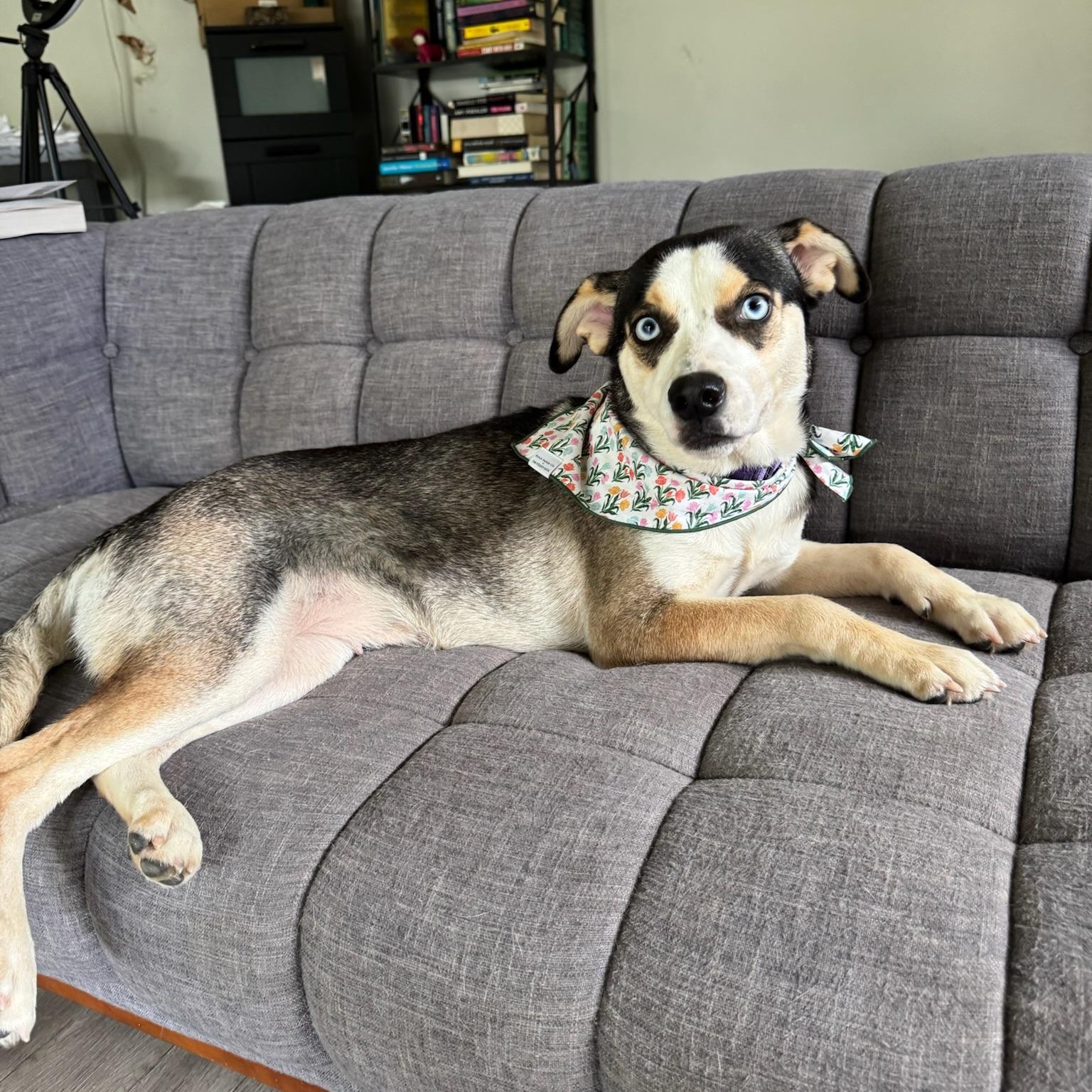 Beyonce, a Adoptable mixed breed in Puyallup, WA image 6/6