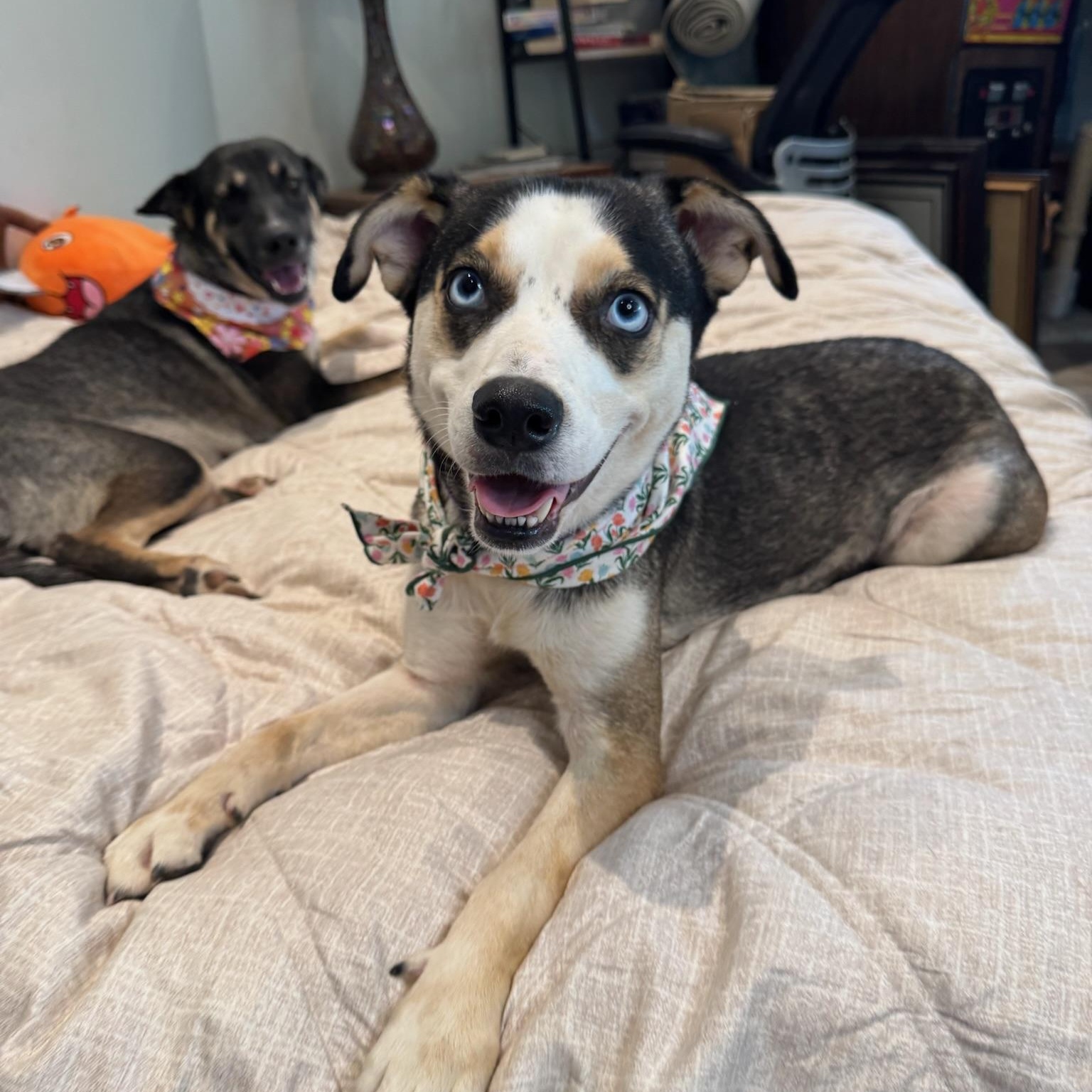 Beyonce, a Adoptable mixed breed in Puyallup, WA image 3/6