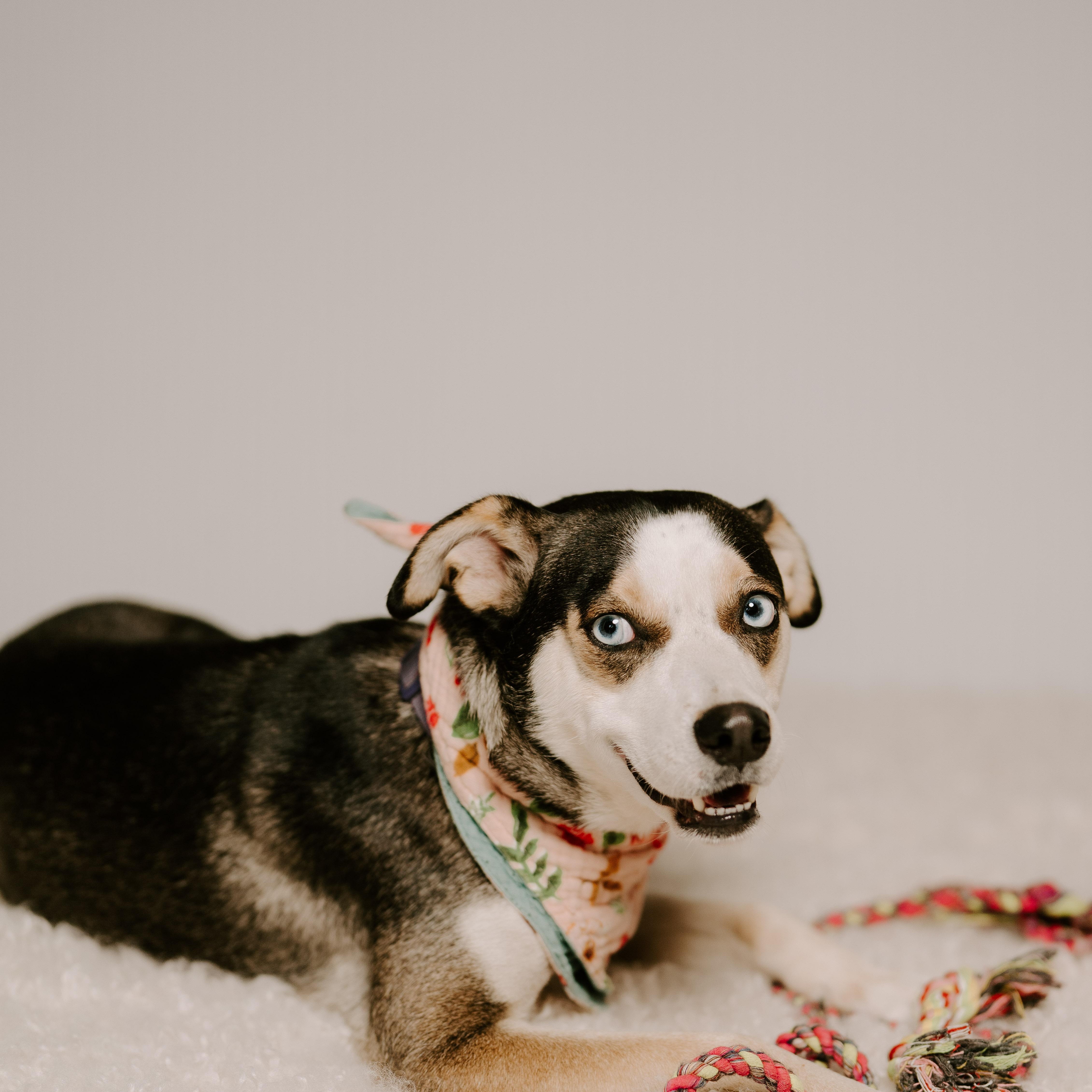 Beyonce, a Adoptable mixed breed in Puyallup, WA image 5/6