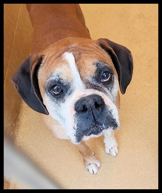MAXIMUS, ADOPTABLE, Senior Male Boxer.