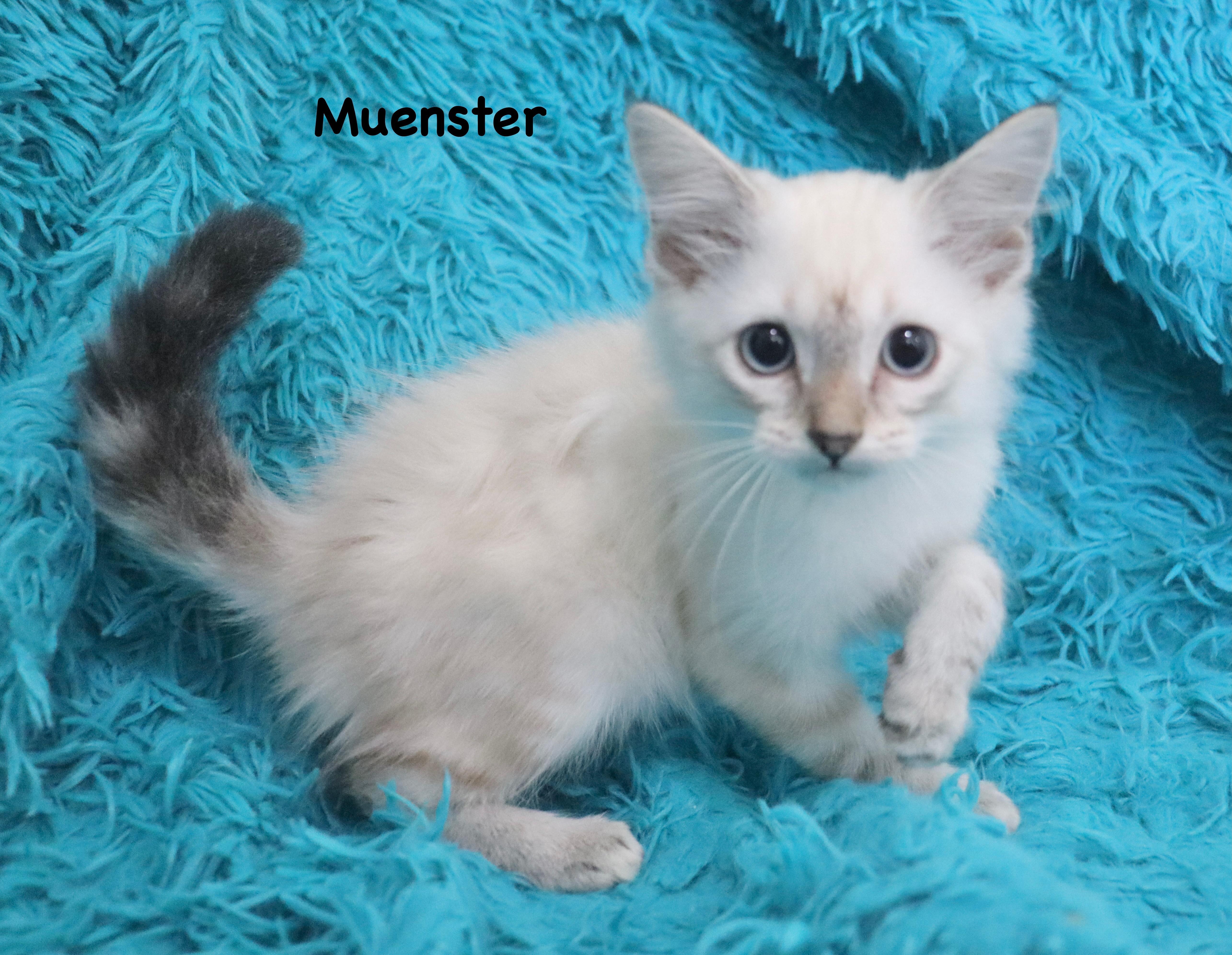 Muenster