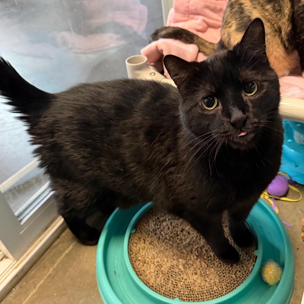 Thunder Storm, Adoptable, Senior Male Domestic Short Hair.