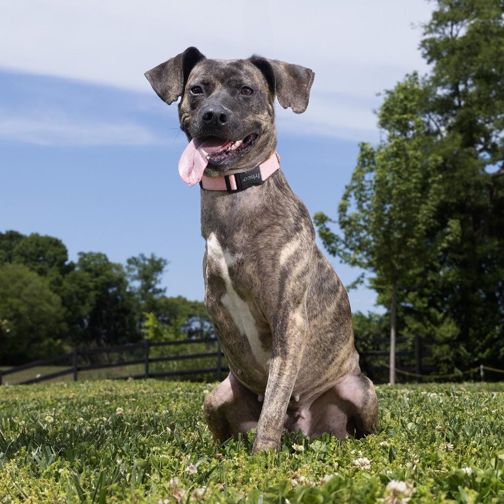 Katniss, Adoptable, Adult Female Mixed Breed.
