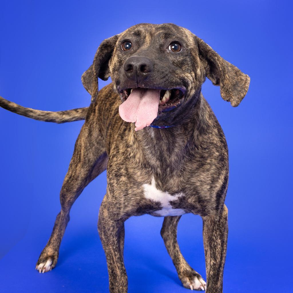 Enlarge Katniss, a Adoptable Mixed Breed in Franklin, TN image 2/5