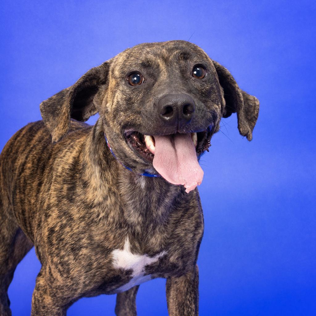 Enlarge Katniss, a Adoptable Mixed Breed in Franklin, TN image 3/5