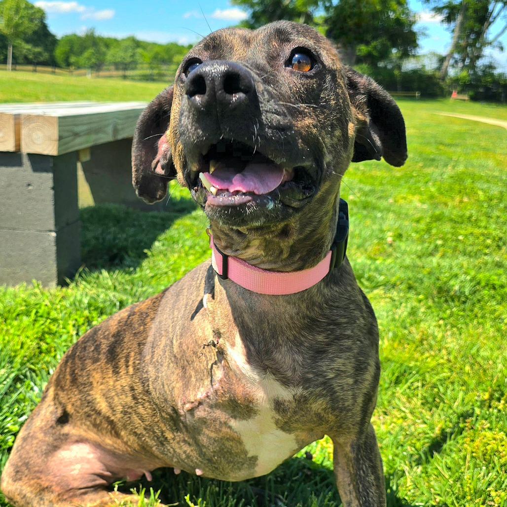 Enlarge Katniss, a Adoptable Mixed Breed in Franklin, TN image 4/5