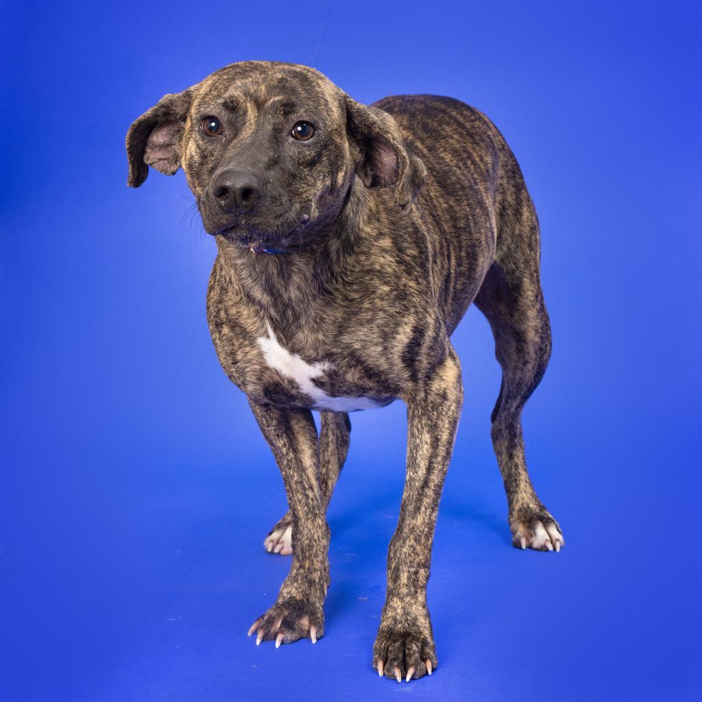 Enlarge Katniss, a Adoptable Mixed Breed in Franklin, TN image 5/5