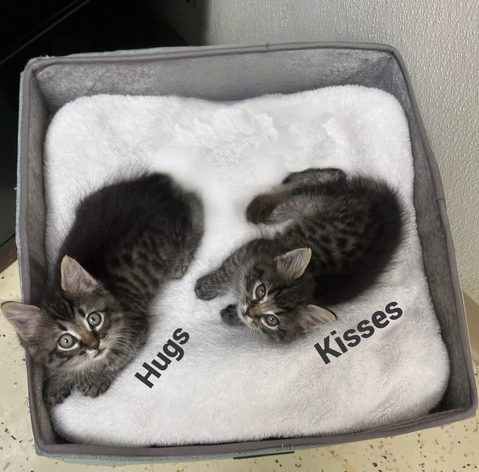 Hugs-Sweet, Snuggly, and Ready to Curl Up in Your Lap!