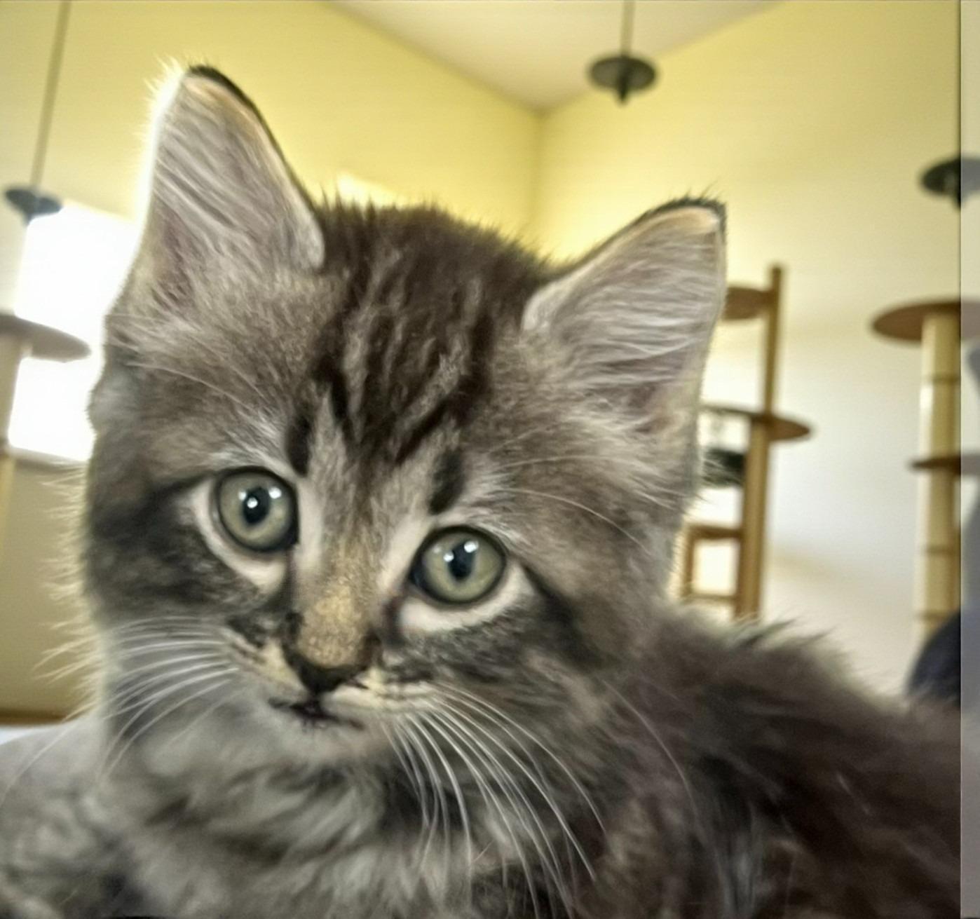 Hugs-Sweet, Snuggly, and Ready to Curl Up in Your Lap!