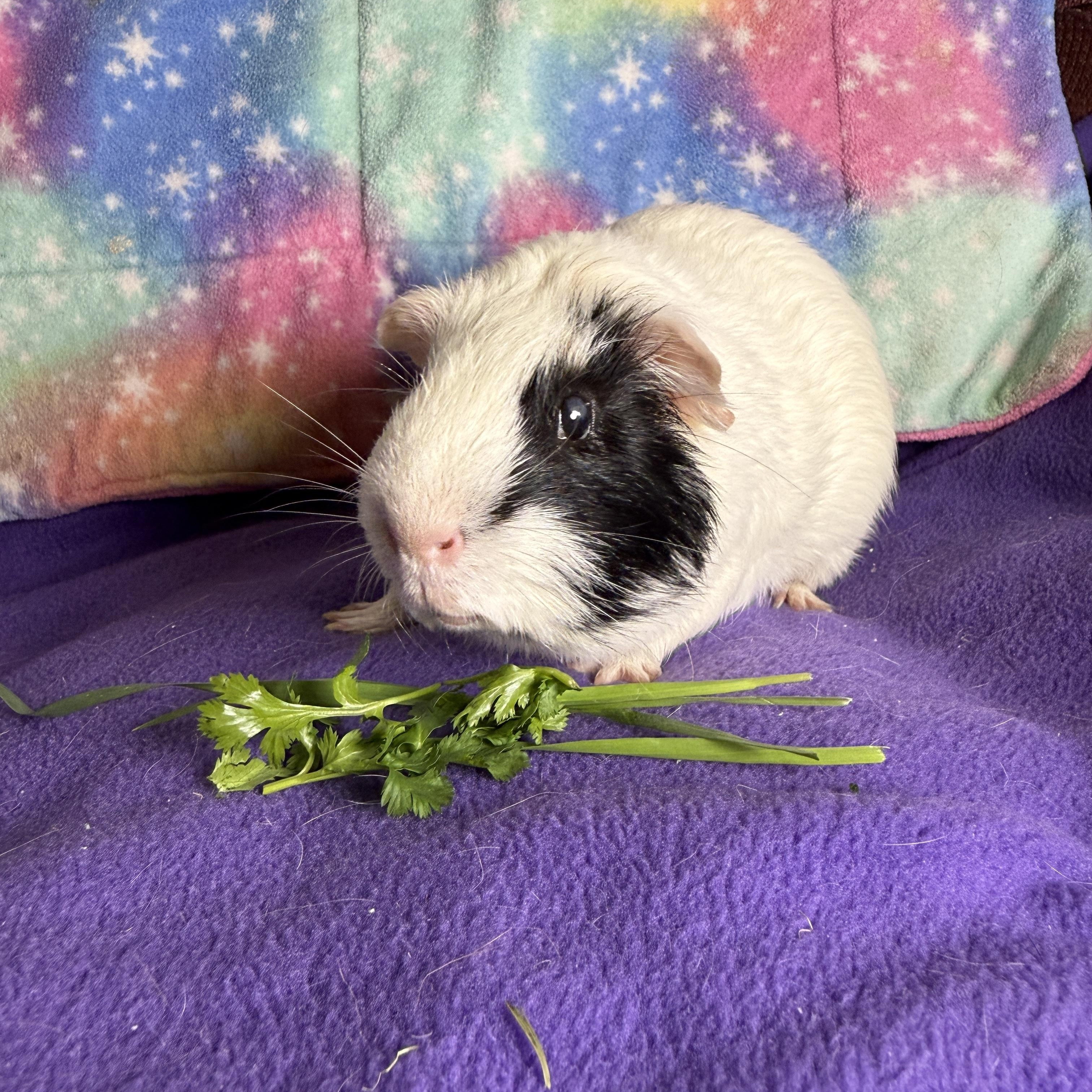 Stuart- special Needs, ADOPTABLE, Adult Male Short-Haired.