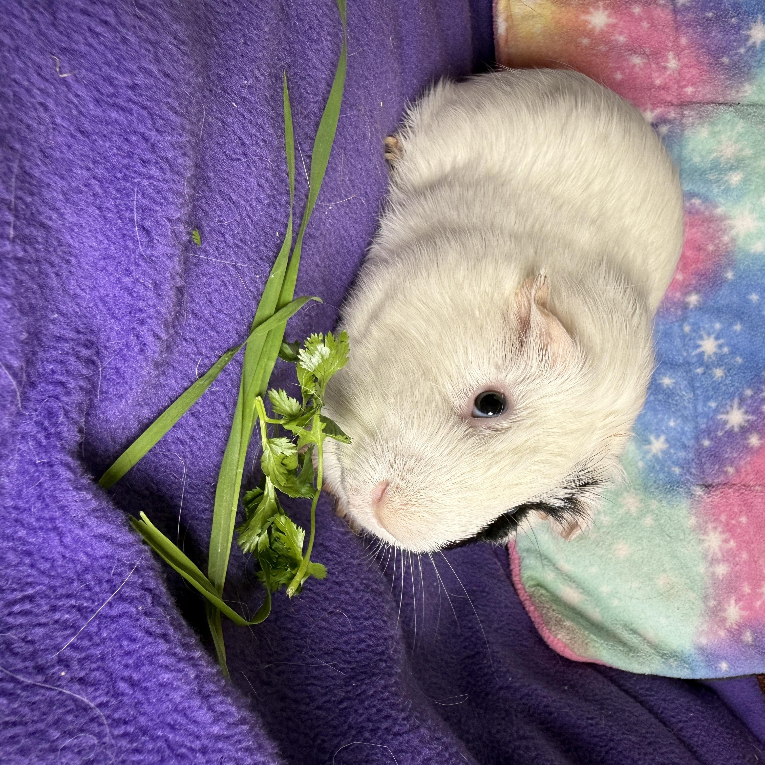 Enlarge Stuart- special Needs, a ADOPTABLE Short-Haired in San Antonio, TX image 2/2