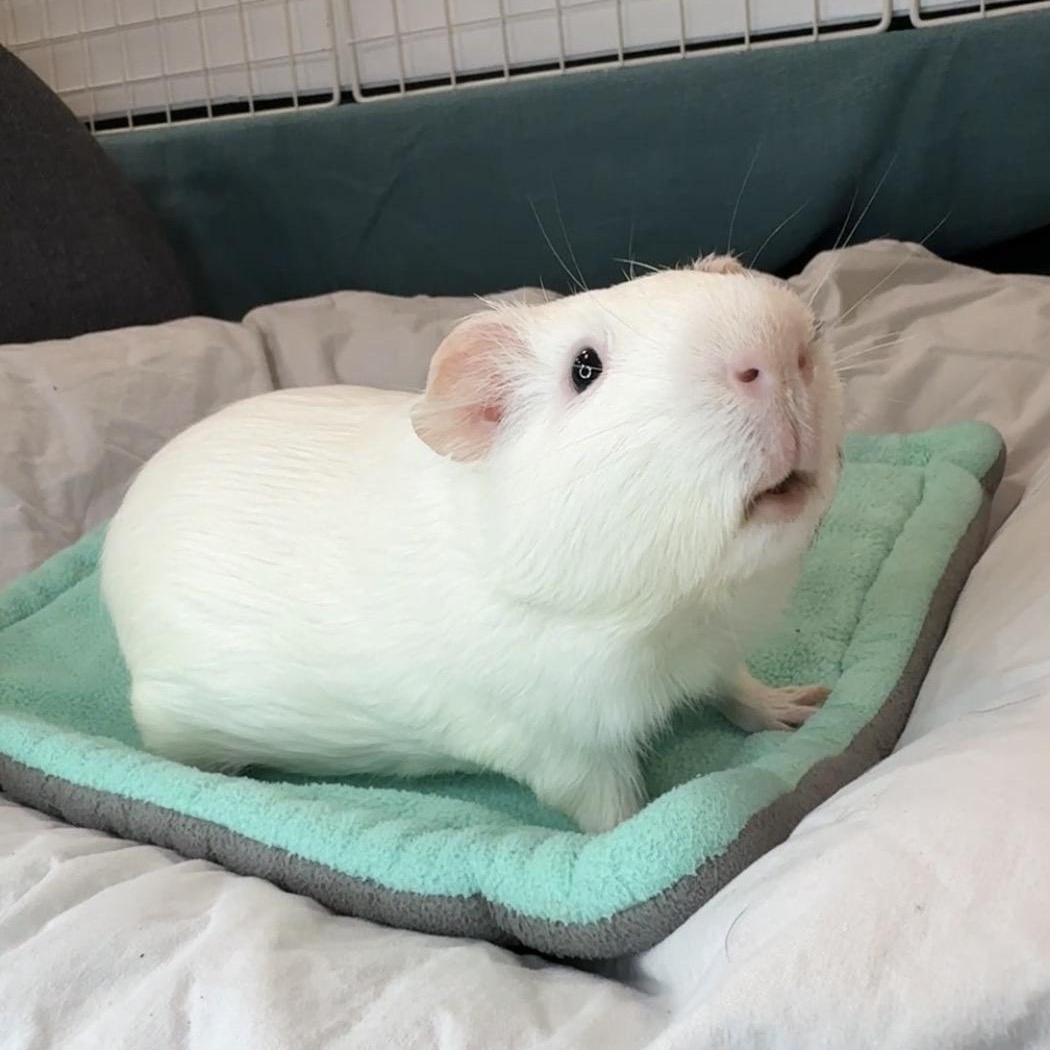 Stuart- special Needs, a ADOPTABLE Short-Haired in San Antonio, TX image 3/6