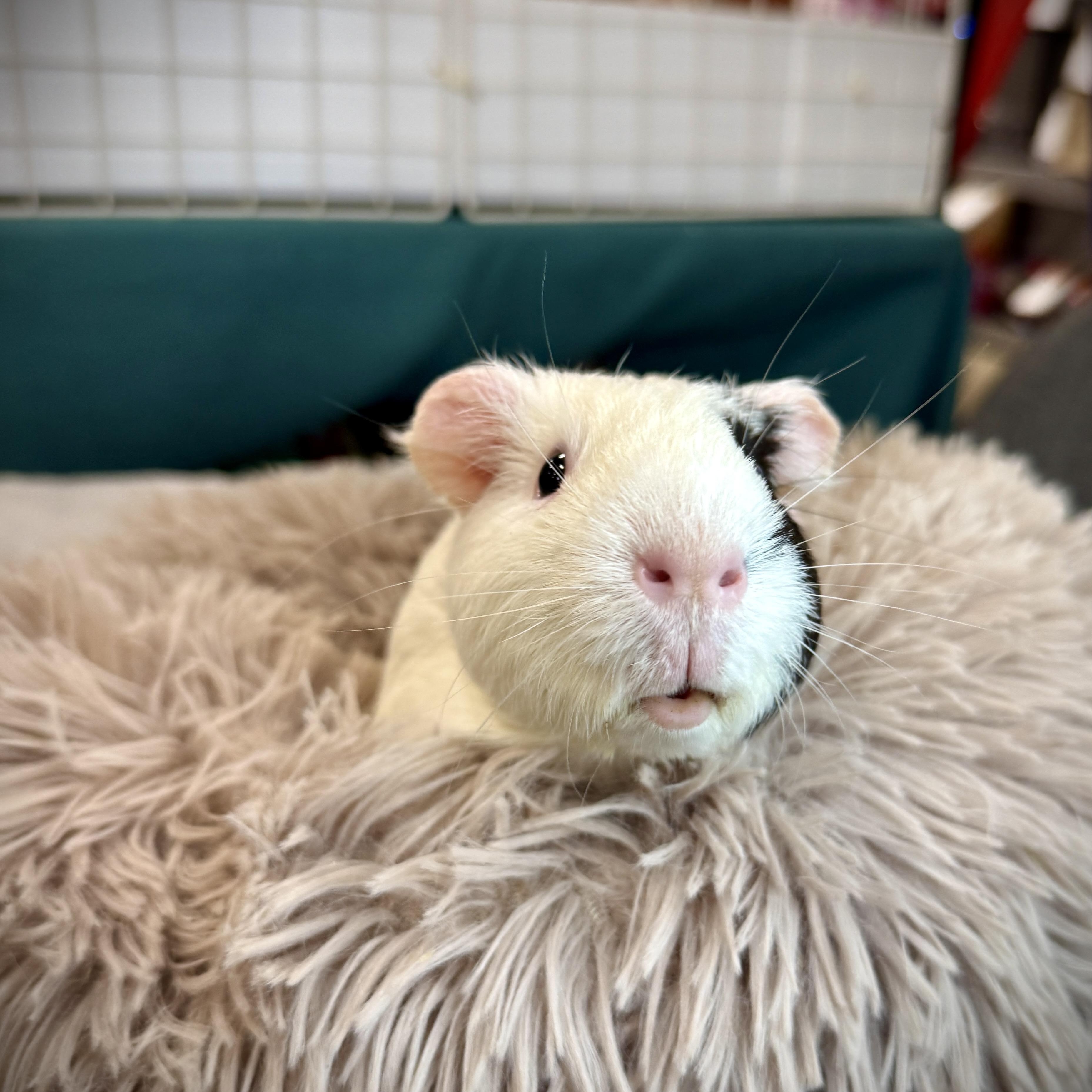 Stuart- special Needs, a ADOPTABLE Short-Haired in San Antonio, TX image 2/6