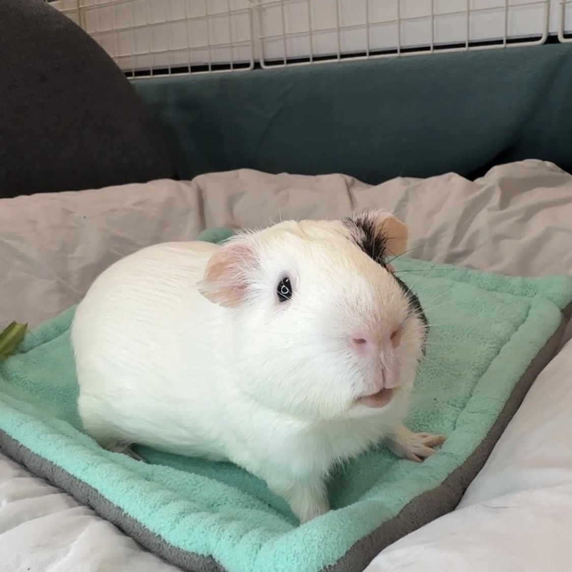 Stuart- special Needs, a ADOPTABLE Short-Haired in San Antonio, TX image 5/6