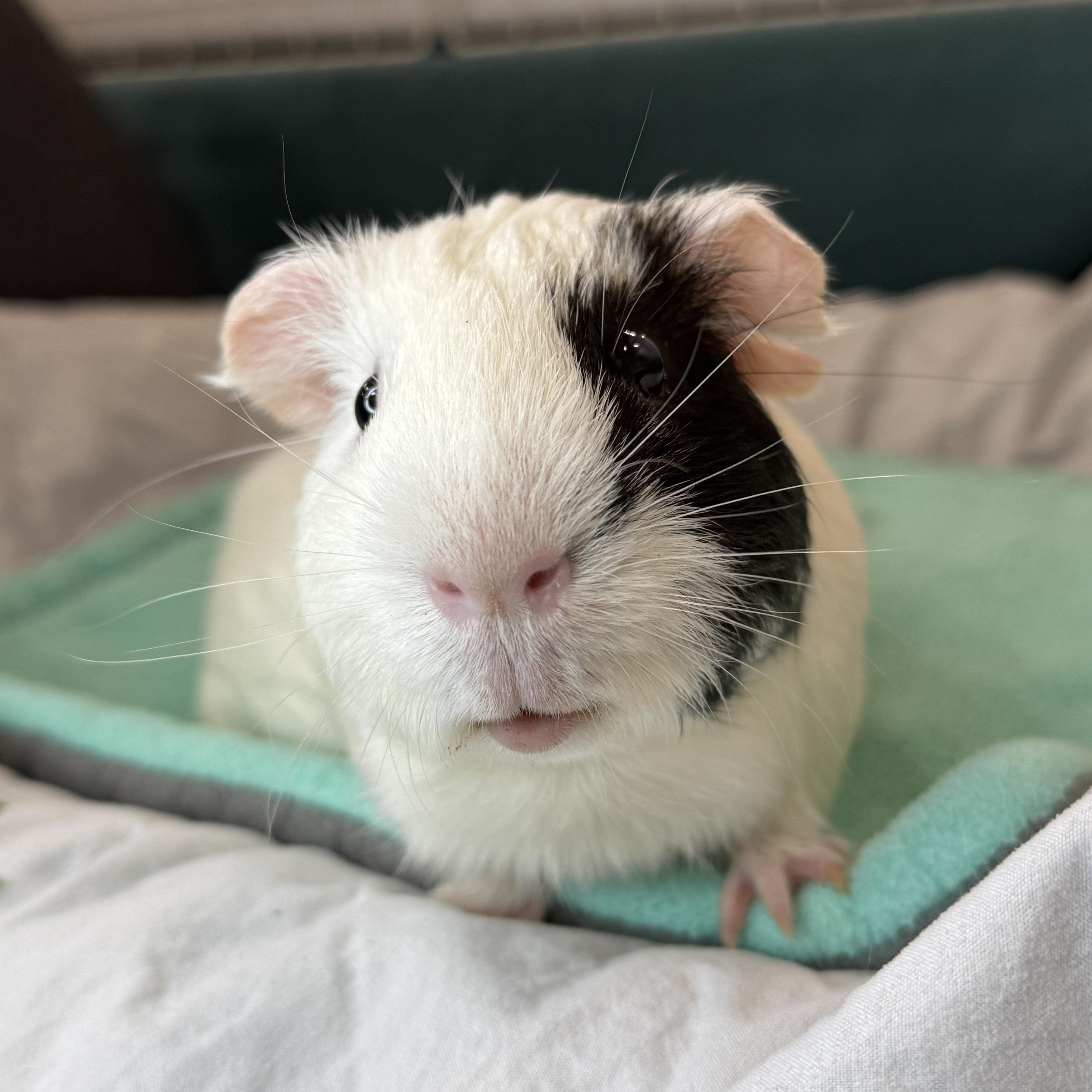Stuart- special Needs, ADOPTABLE, Adult Male Short-Haired.