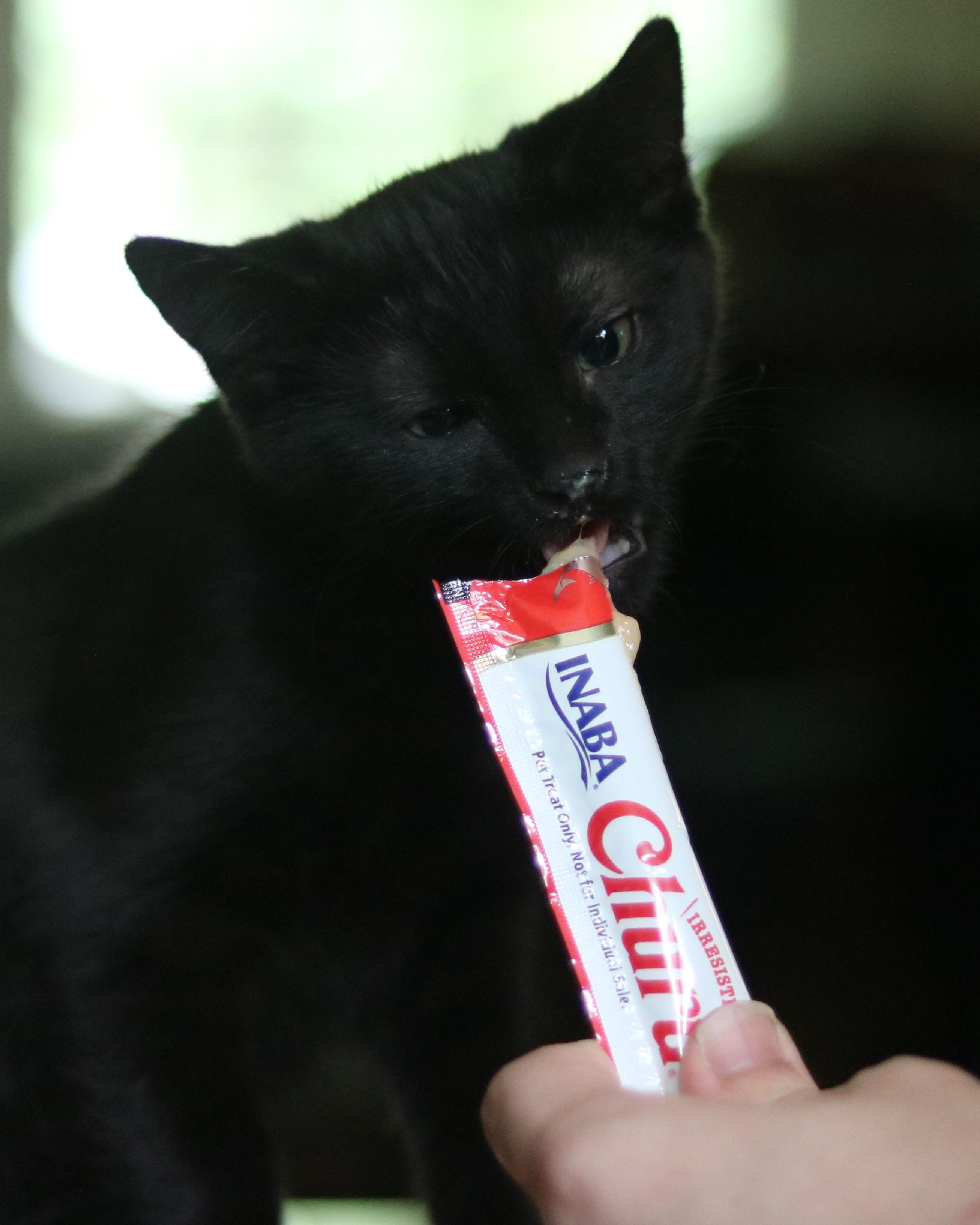 Enlarge Edward, a Adoptable Domestic Short Hair in Avondale Estates, GA image 3/5