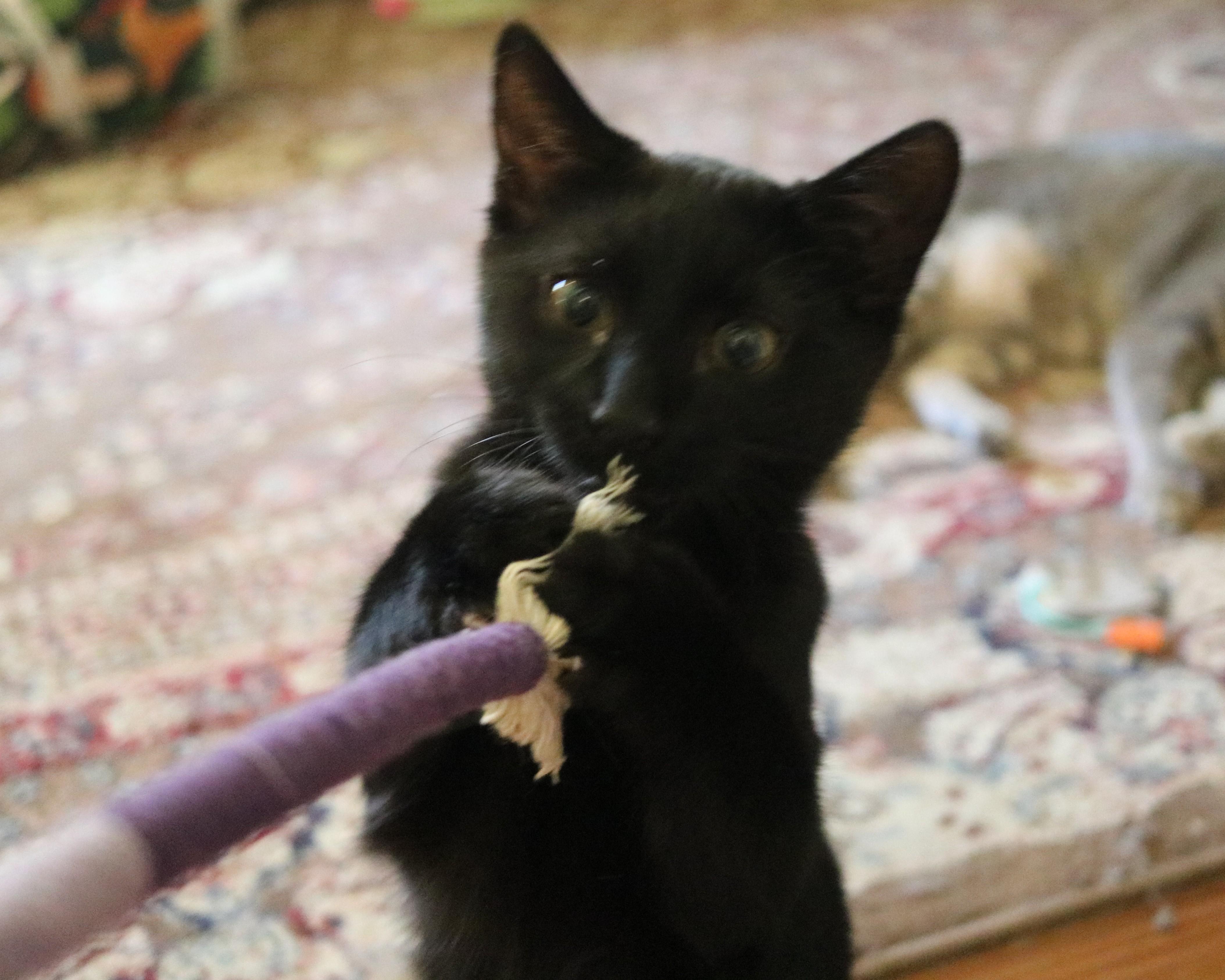 Edward, a Adoptable Domestic Short Hair in Avondale Estates, GA image 6/6
