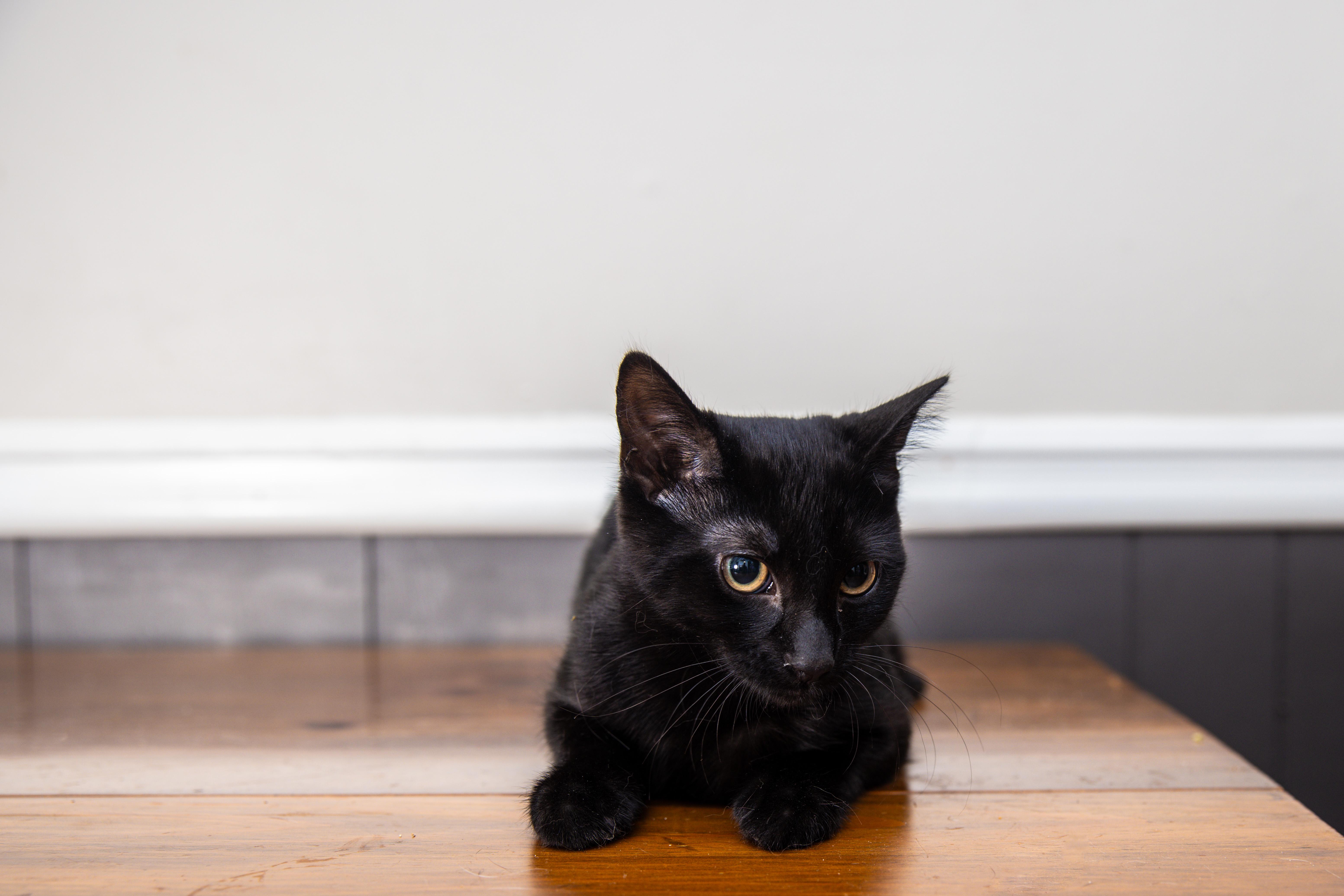 Edward, a Adoptable Domestic Short Hair in Avondale Estates, GA image 4/6