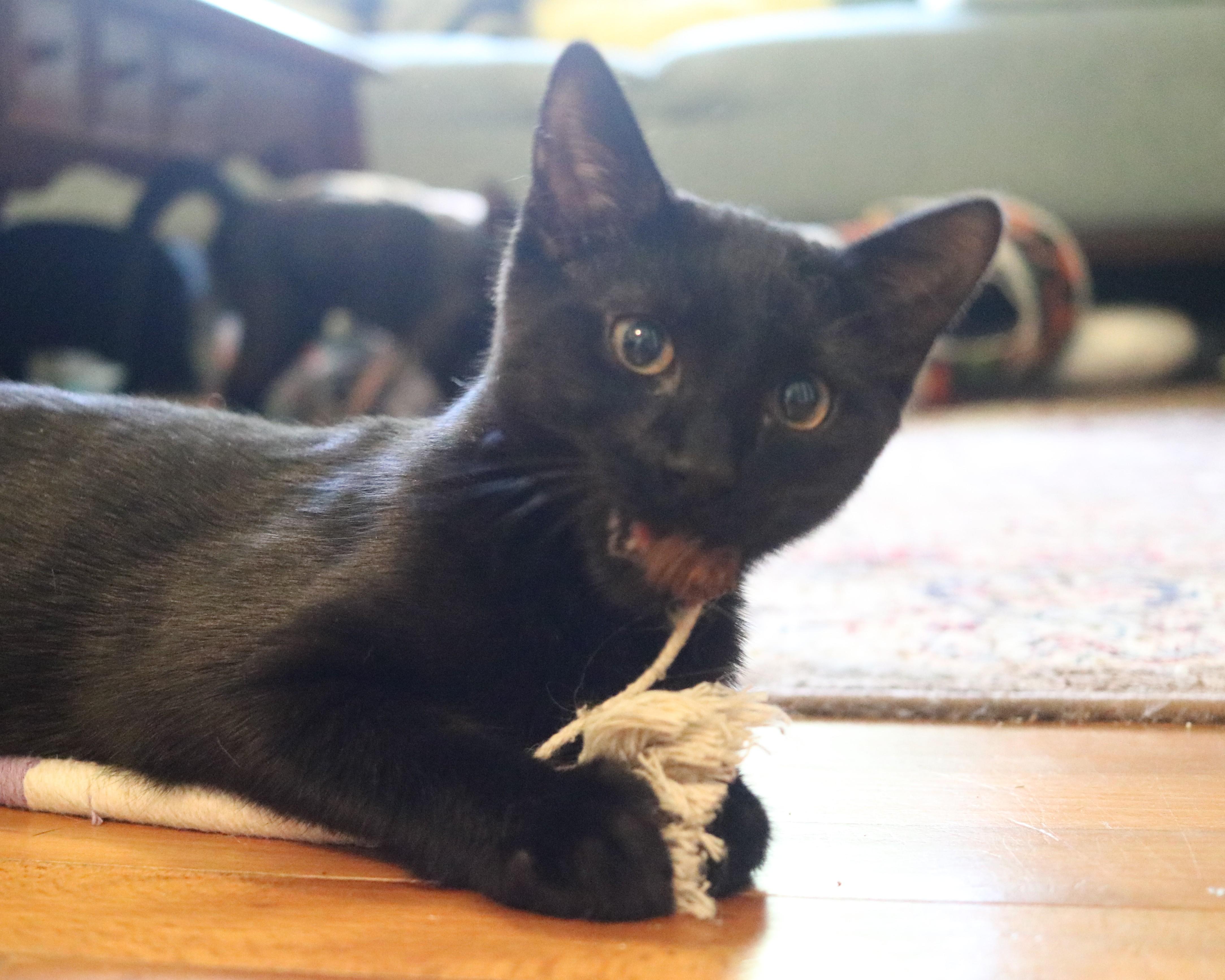 Enlarge Edward, a Adoptable Domestic Short Hair in Avondale Estates, GA image 2/5