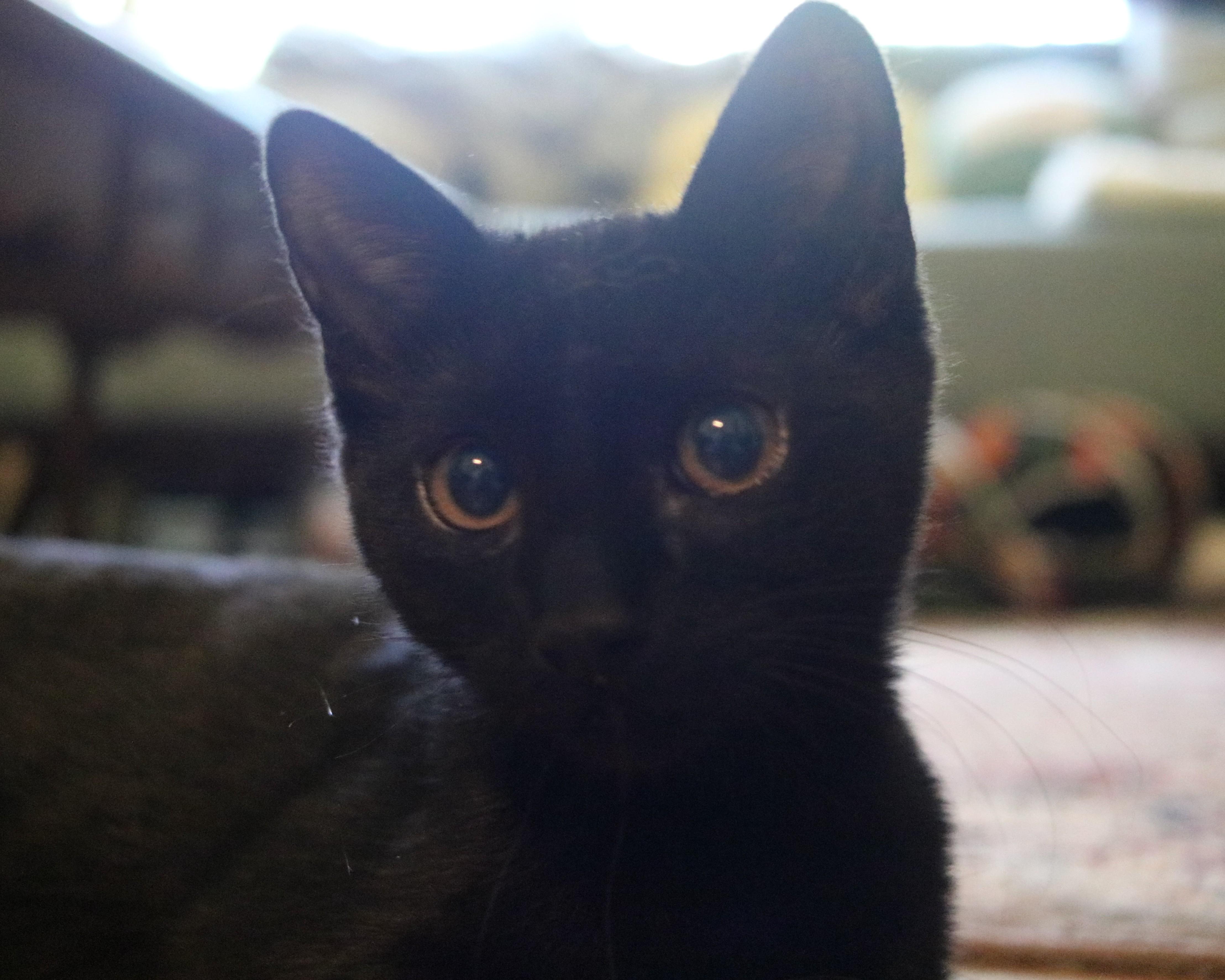 Enlarge Edward, a Adoptable Domestic Short Hair in Avondale Estates, GA image 4/5
