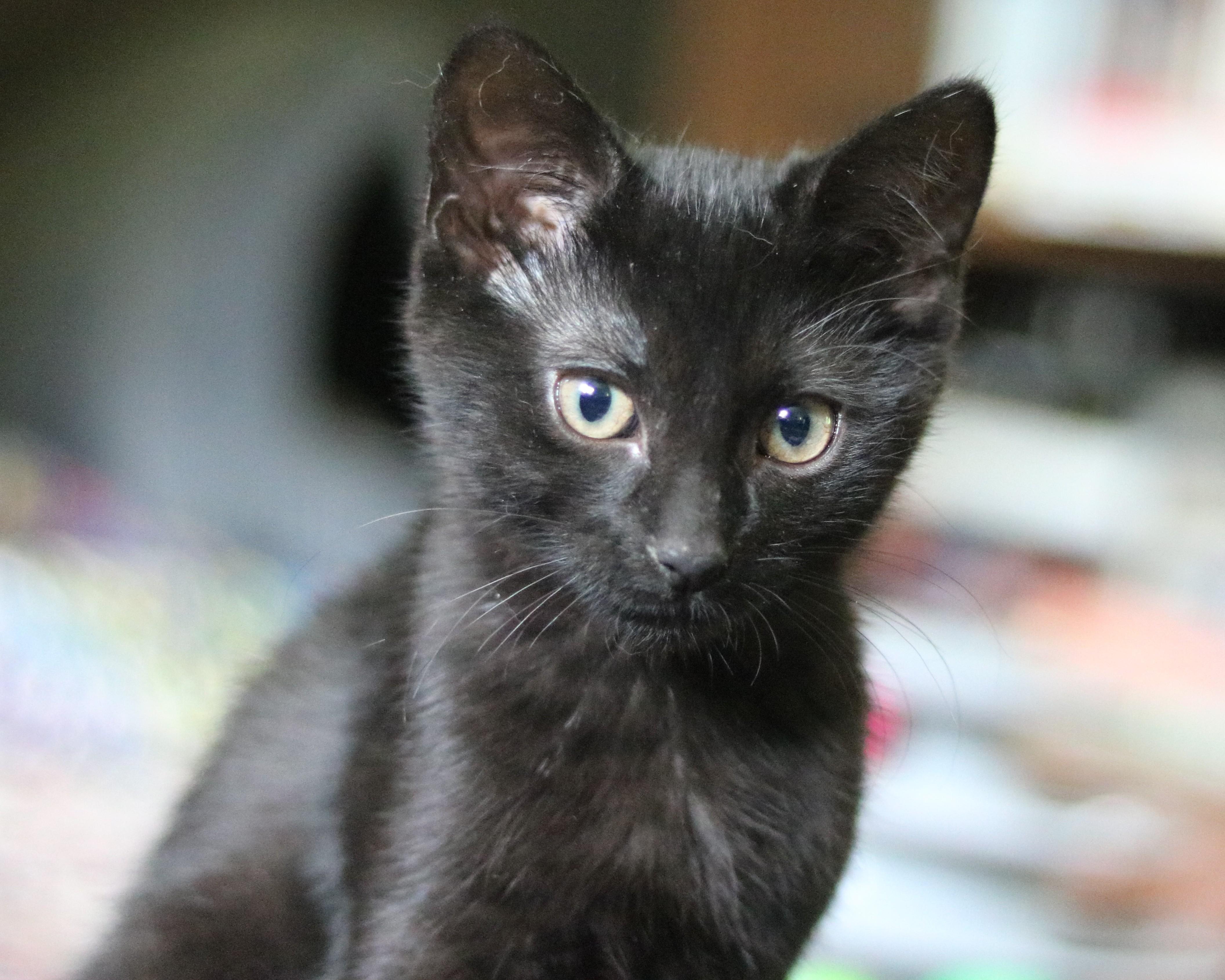 Edward, Adoptable, Young Male Domestic Short Hair.