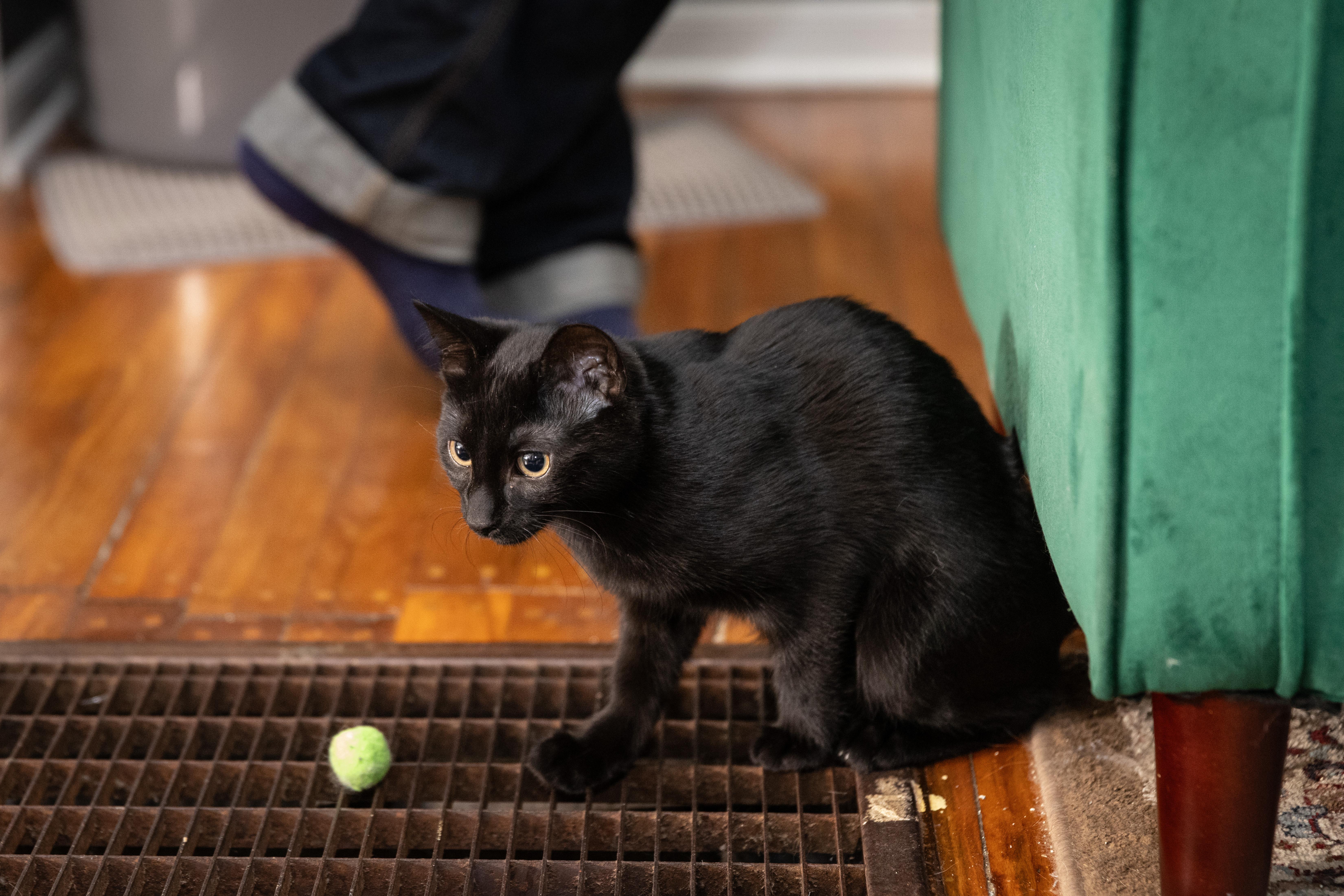 Edward, a Adoptable Domestic Short Hair in Avondale Estates, GA image 5/6