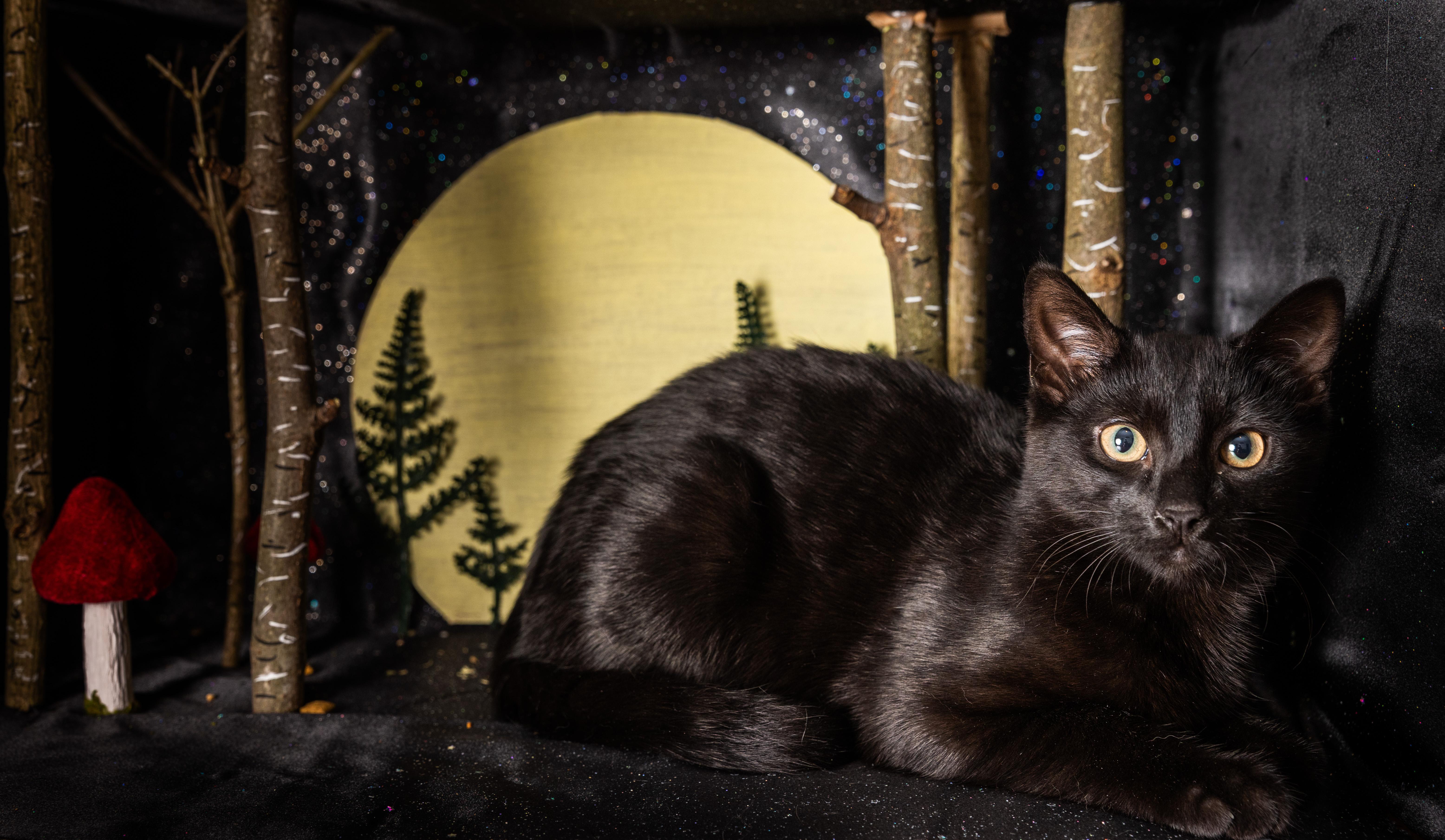 Edward, Adoptable, Kitten Male Domestic Short Hair.
