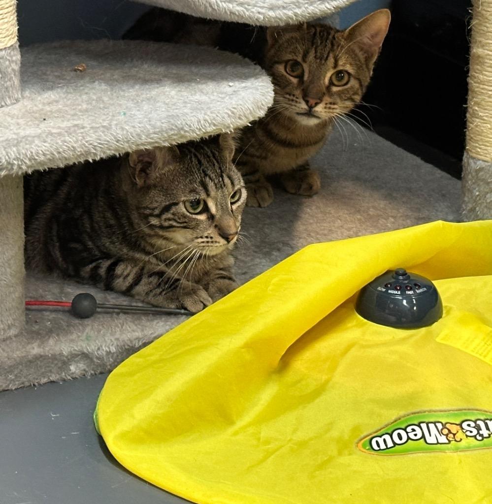 Enlarge Petey, a Adoptable mixed breed in Ewing, NJ image 1/1