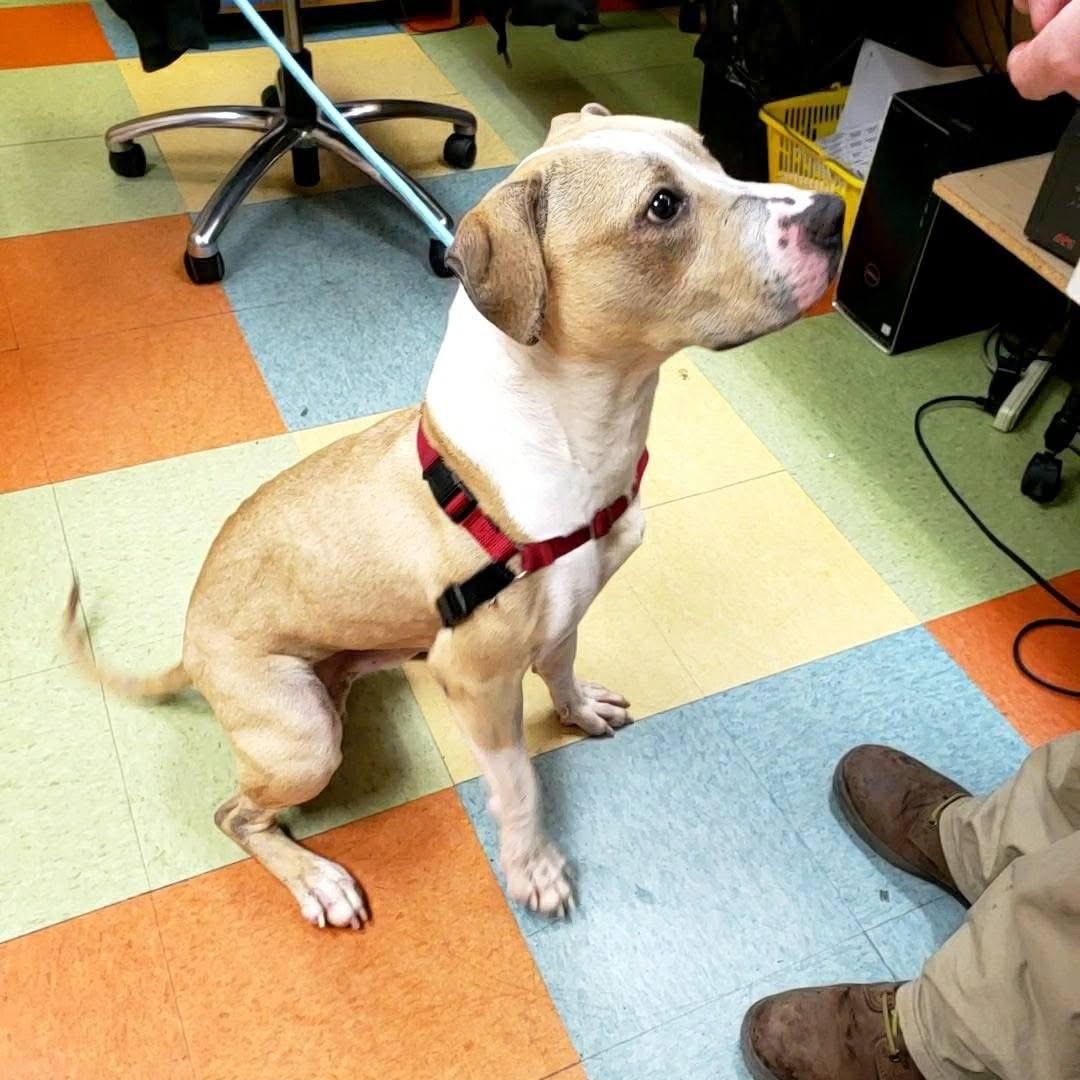 Mac "Macaroni", a Adoptable mixed breed in Wheeling, IL image 2/5