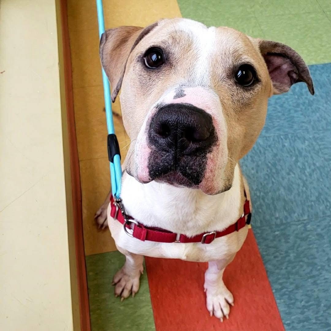 Mac "Macaroni", Adoptable, Young Male Pit Bull Terrier.