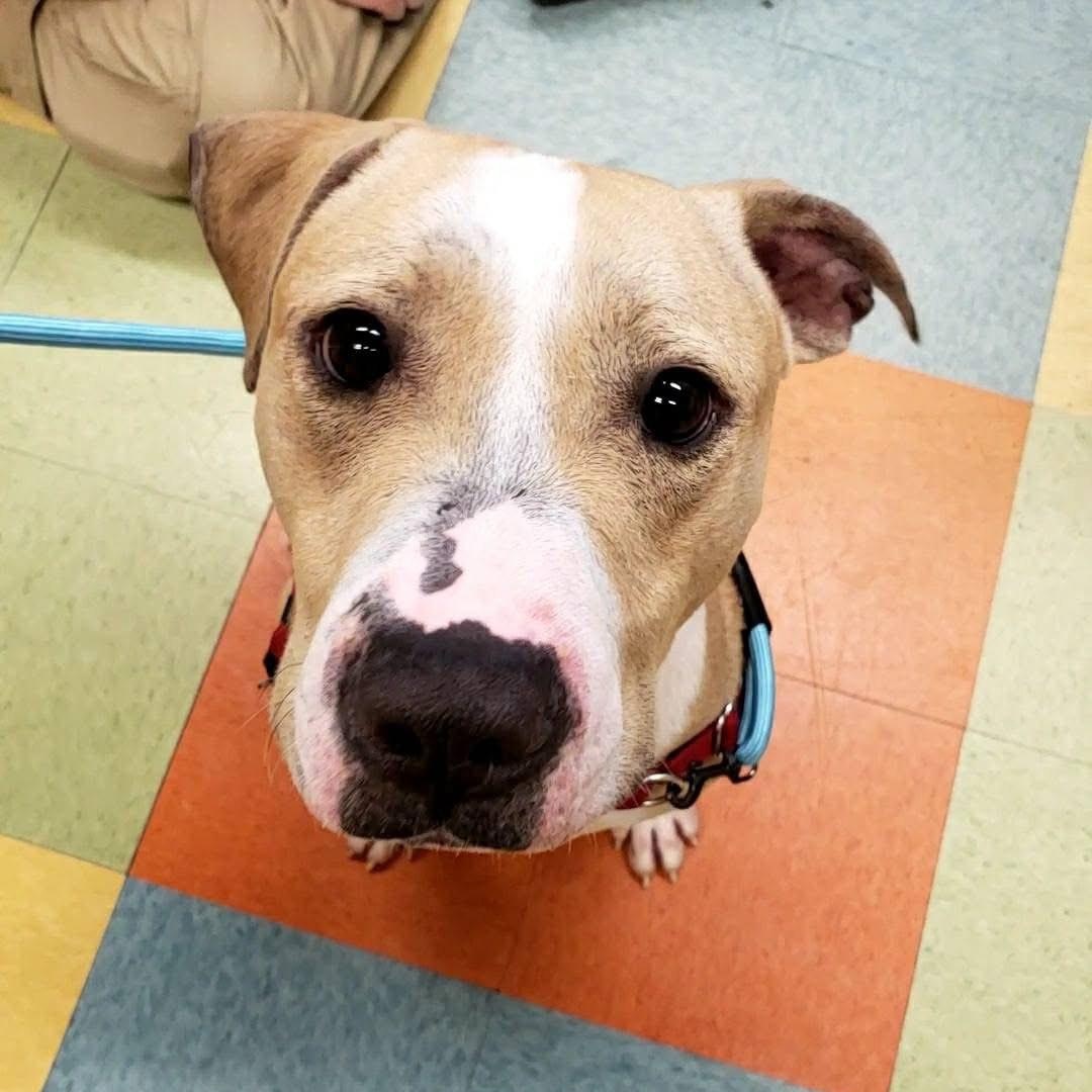 Mac "Macaroni", a Adoptable mixed breed in Wheeling, IL image 4/5