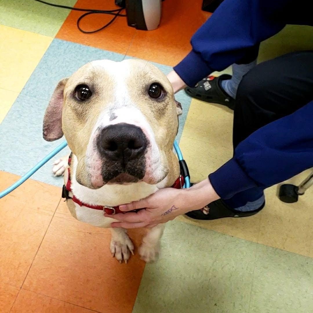 Mac "Macaroni", a Adoptable mixed breed in Wheeling, IL image 5/5