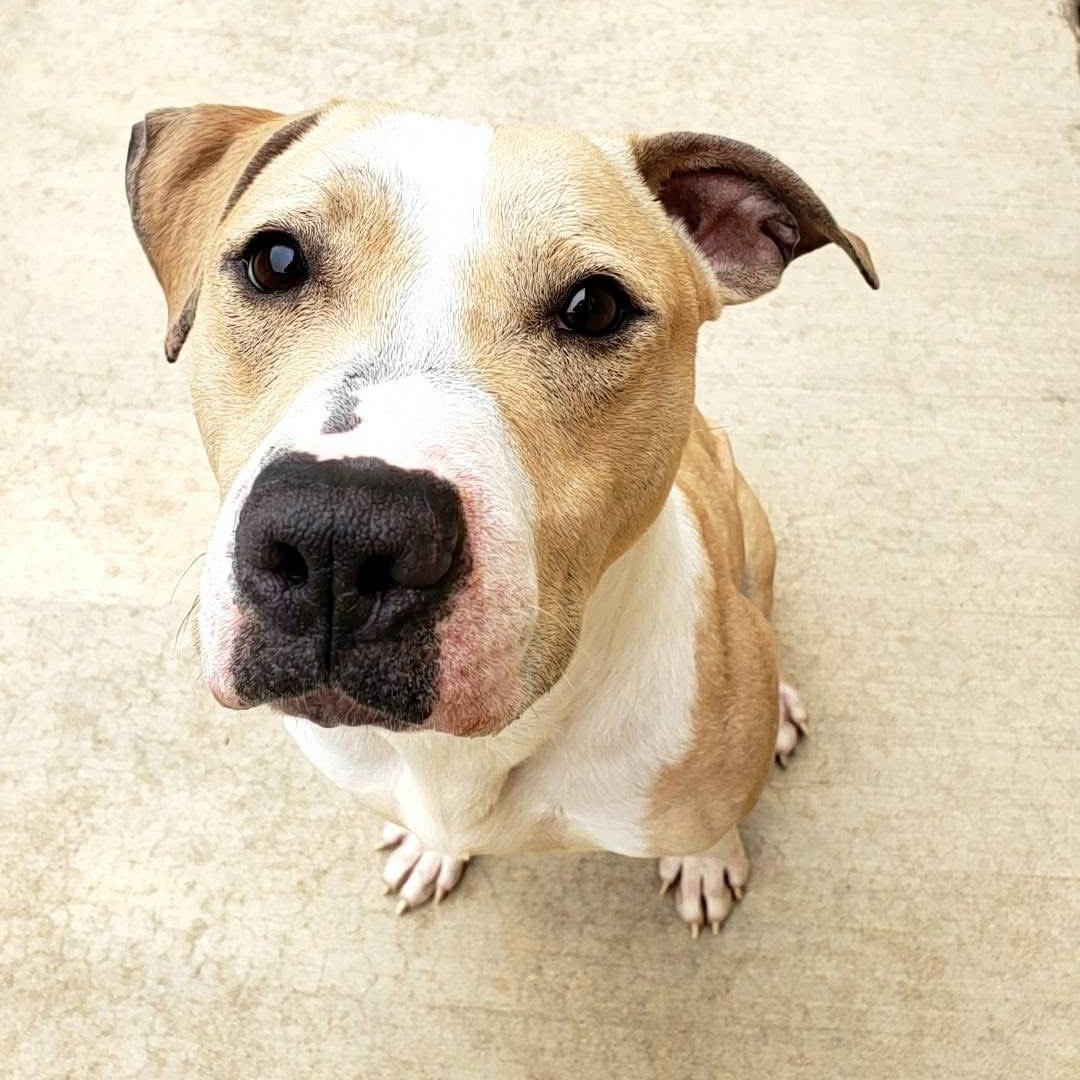 Mac "Macaroni", a Adoptable mixed breed in Wheeling, IL image 3/5