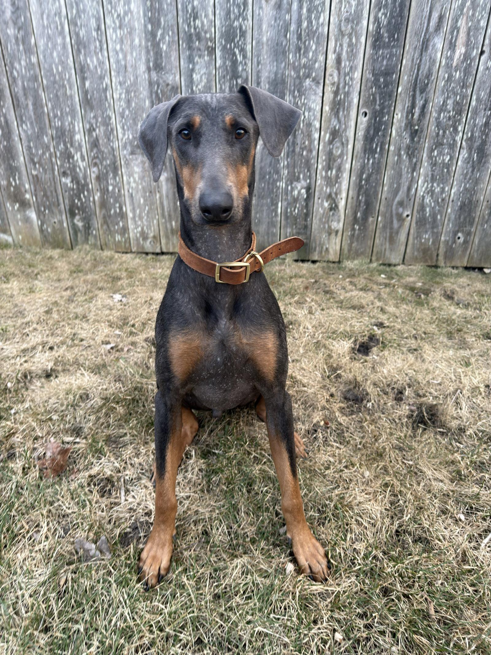 Bruno, Adoptable, Young Male Doberman Pinscher.