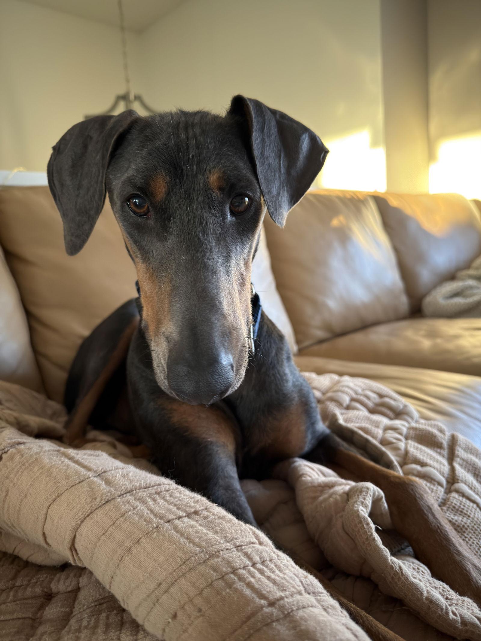 Enlarge Bruno, a Adoptable Doberman Pinscher in Minneapolis, MN image 2/3