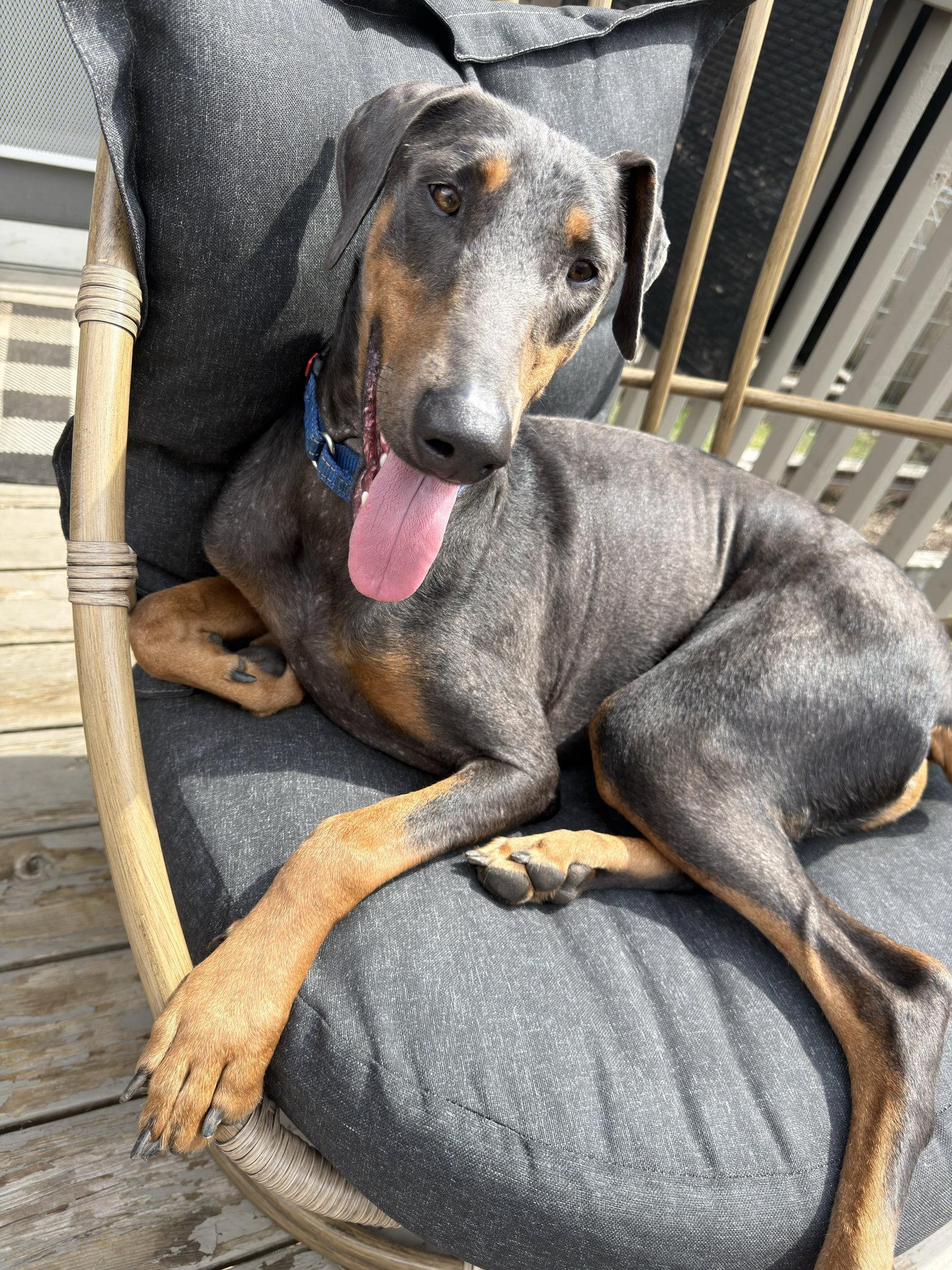 Enlarge Bruno, a Adoptable Doberman Pinscher in Minneapolis, MN image 3/3