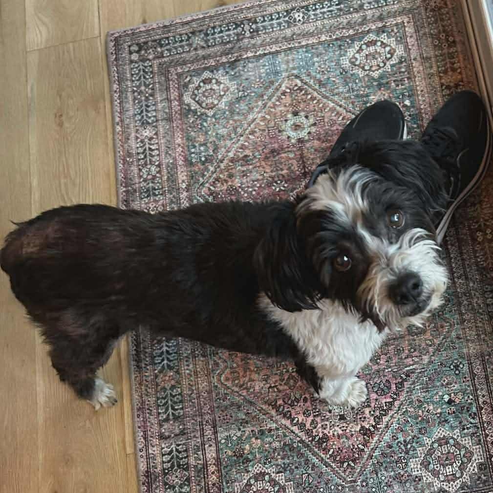 Enlarge Porter, a ADOPTABLE mixed breed in Bend, OR image 5/5