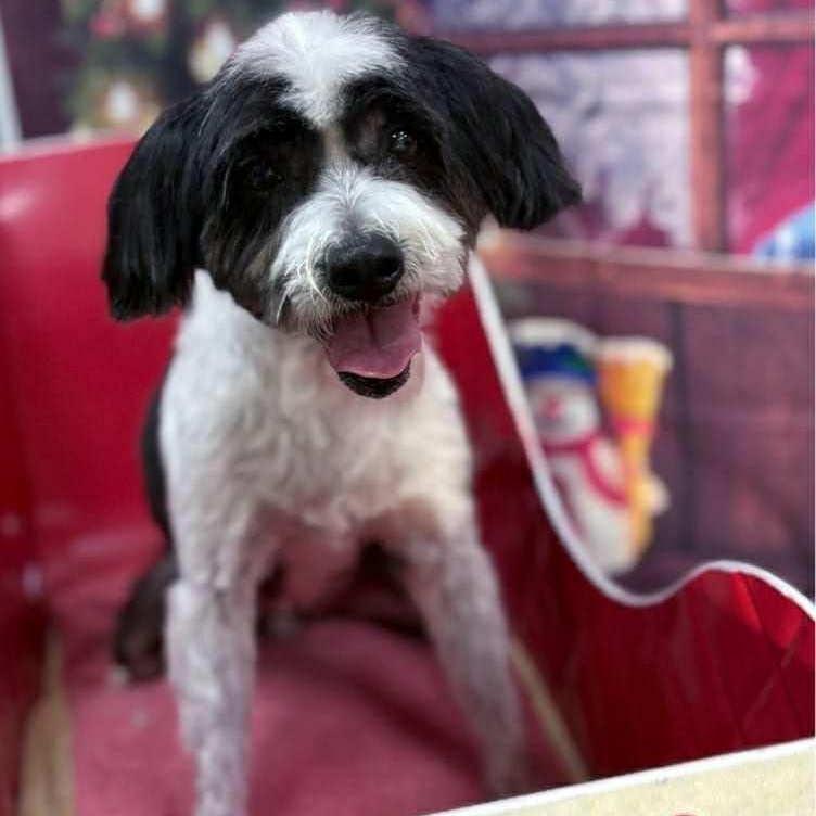 Porter, ADOPTABLE, Senior Male Wire Fox Terrier.