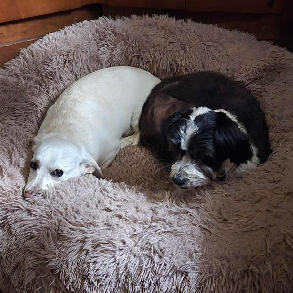 Enlarge Porter, a ADOPTABLE mixed breed in Bend, OR image 4/5