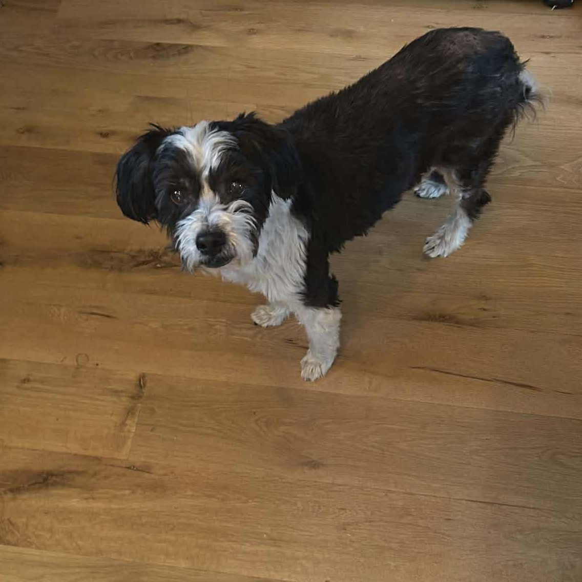 Enlarge Porter, a ADOPTABLE mixed breed in Bend, OR image 3/5