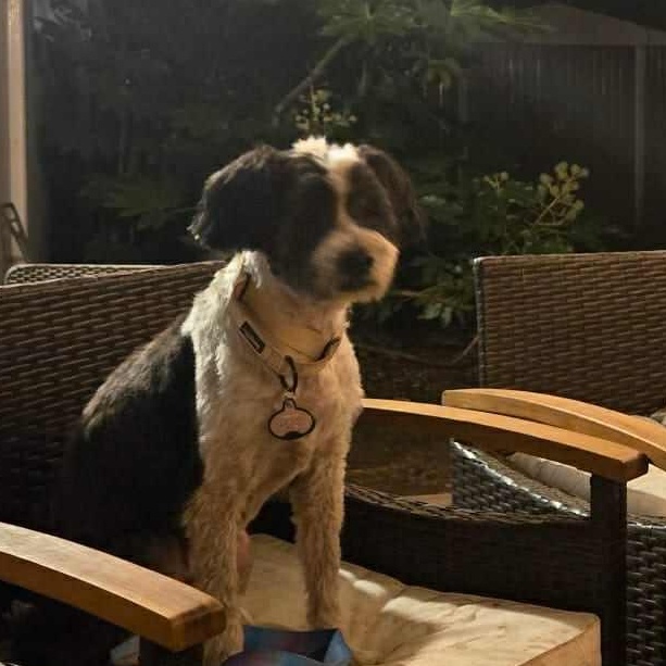 Enlarge Porter, a ADOPTABLE mixed breed in Bend, OR image 2/5