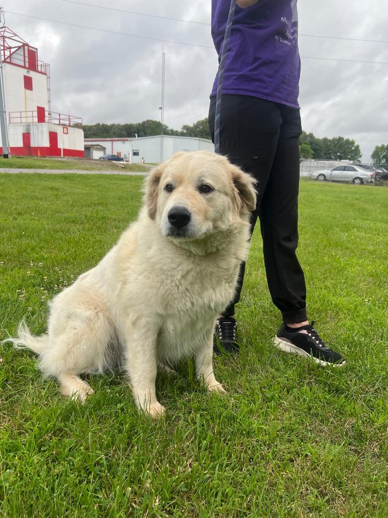 Lovely Bella, Adoptable, Senior Female Great Pyrenees.